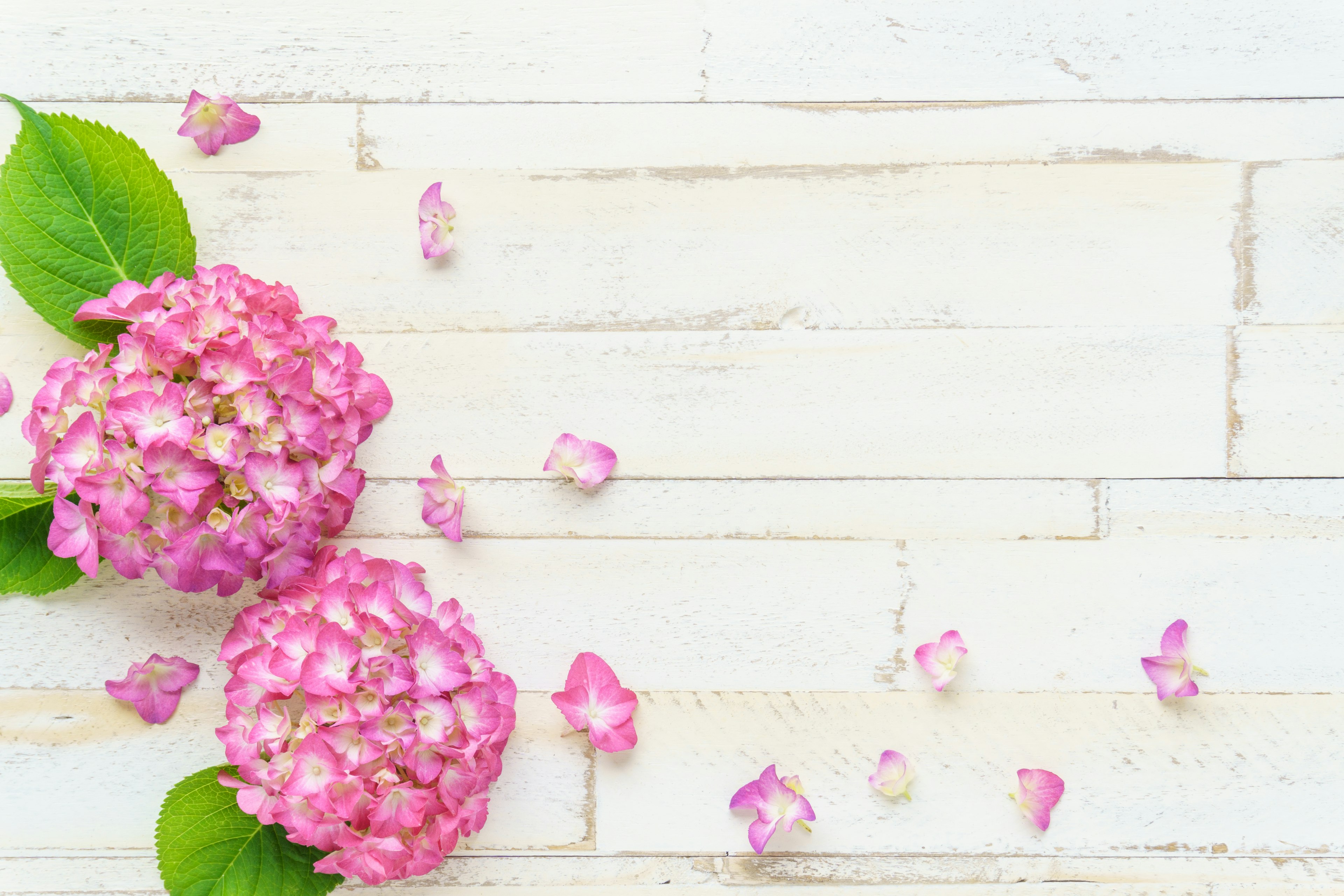 Pink hydrangea flowers with green leaves on a white wooden background