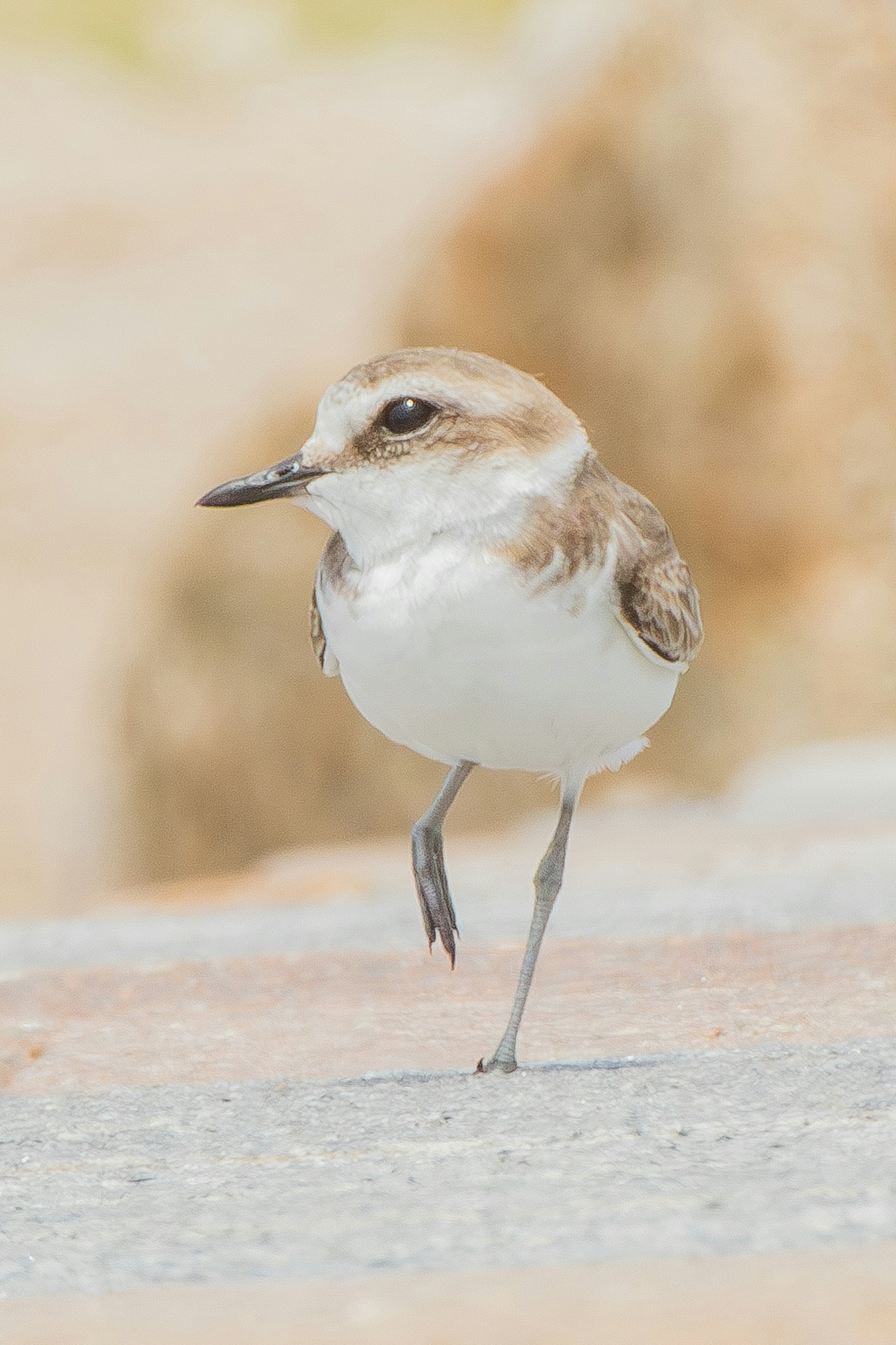 Seekor burung kecil berdiri dengan satu kaki di pantai pasir