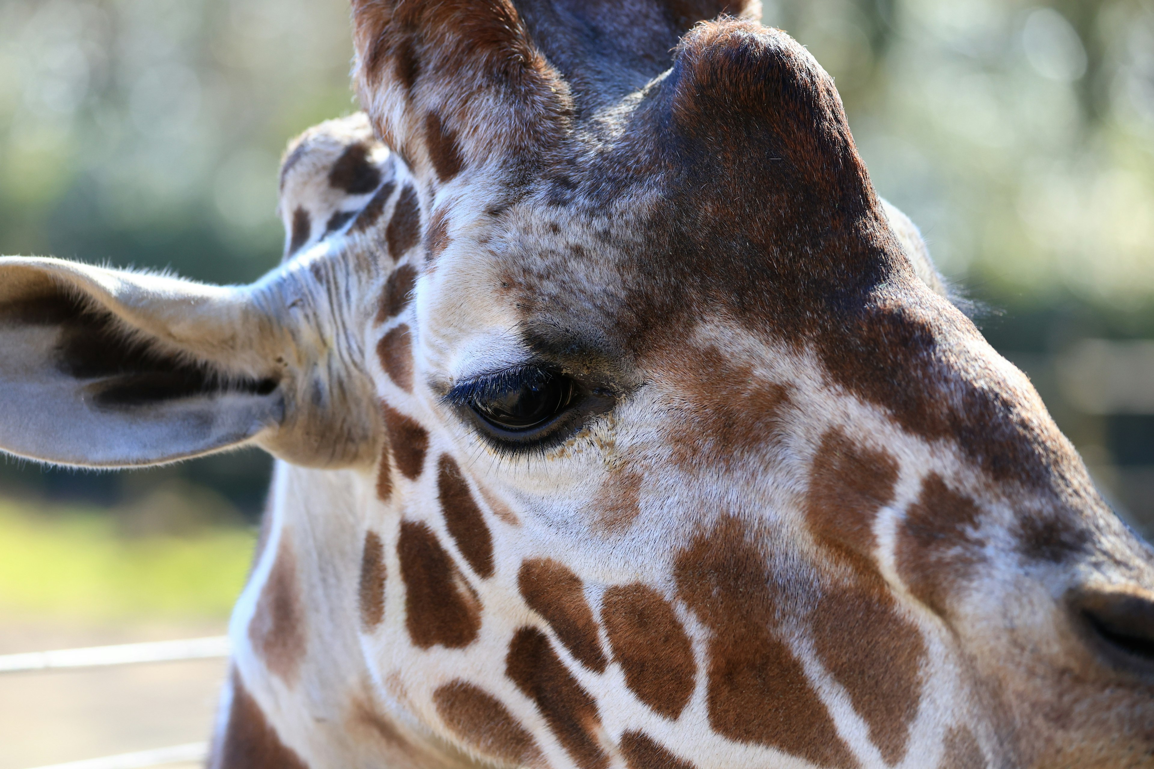 Primo piano del viso di una giraffa con il suo distintivo motivo a macchie e grandi orecchie