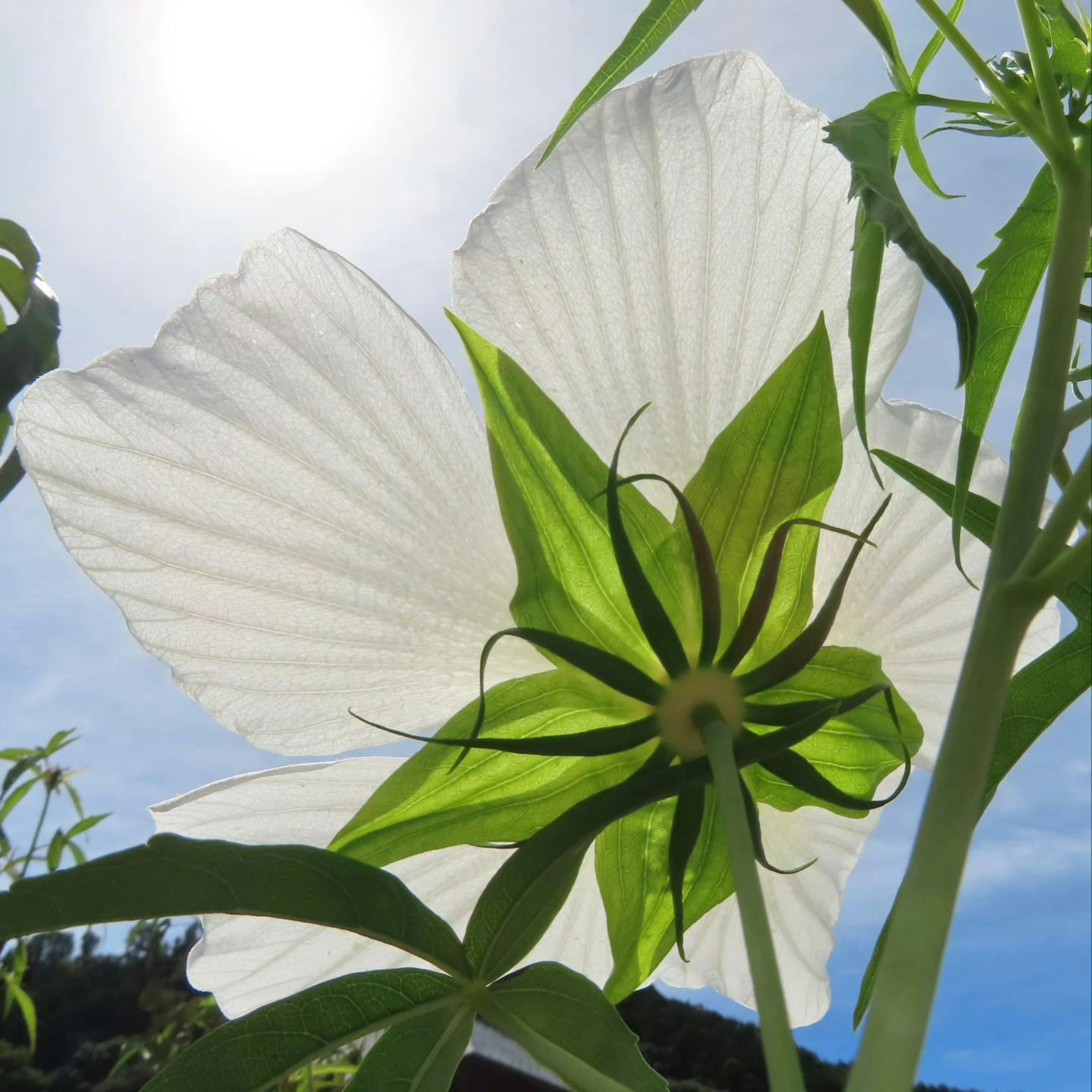 A white flower illuminated by sunlight showcasing its intricate petals