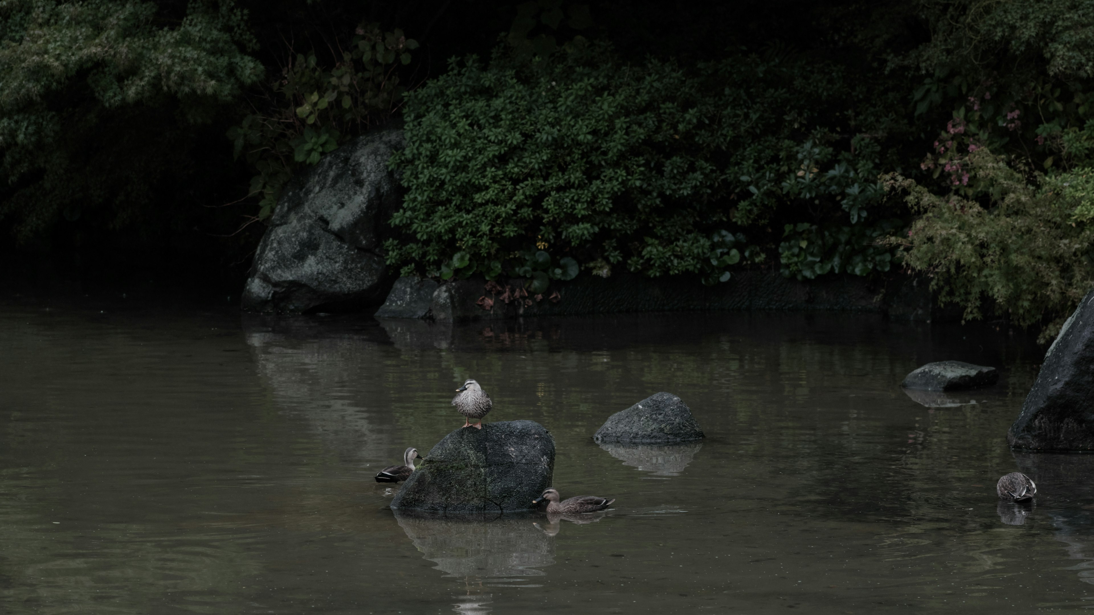 水面に浮かぶ岩と緑の植物に囲まれた静かな風景