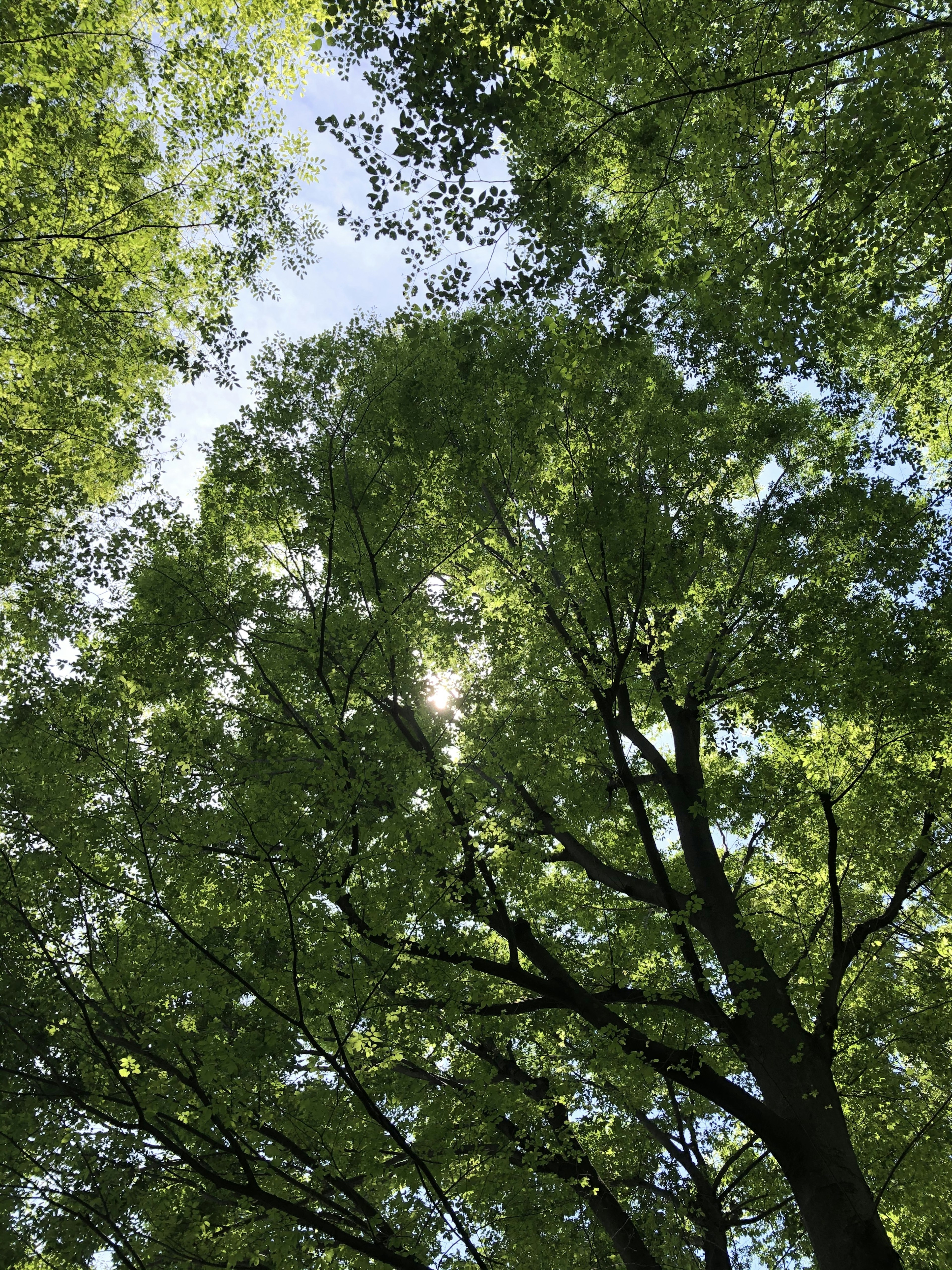 A view of lush green trees with sunlight filtering through the leaves