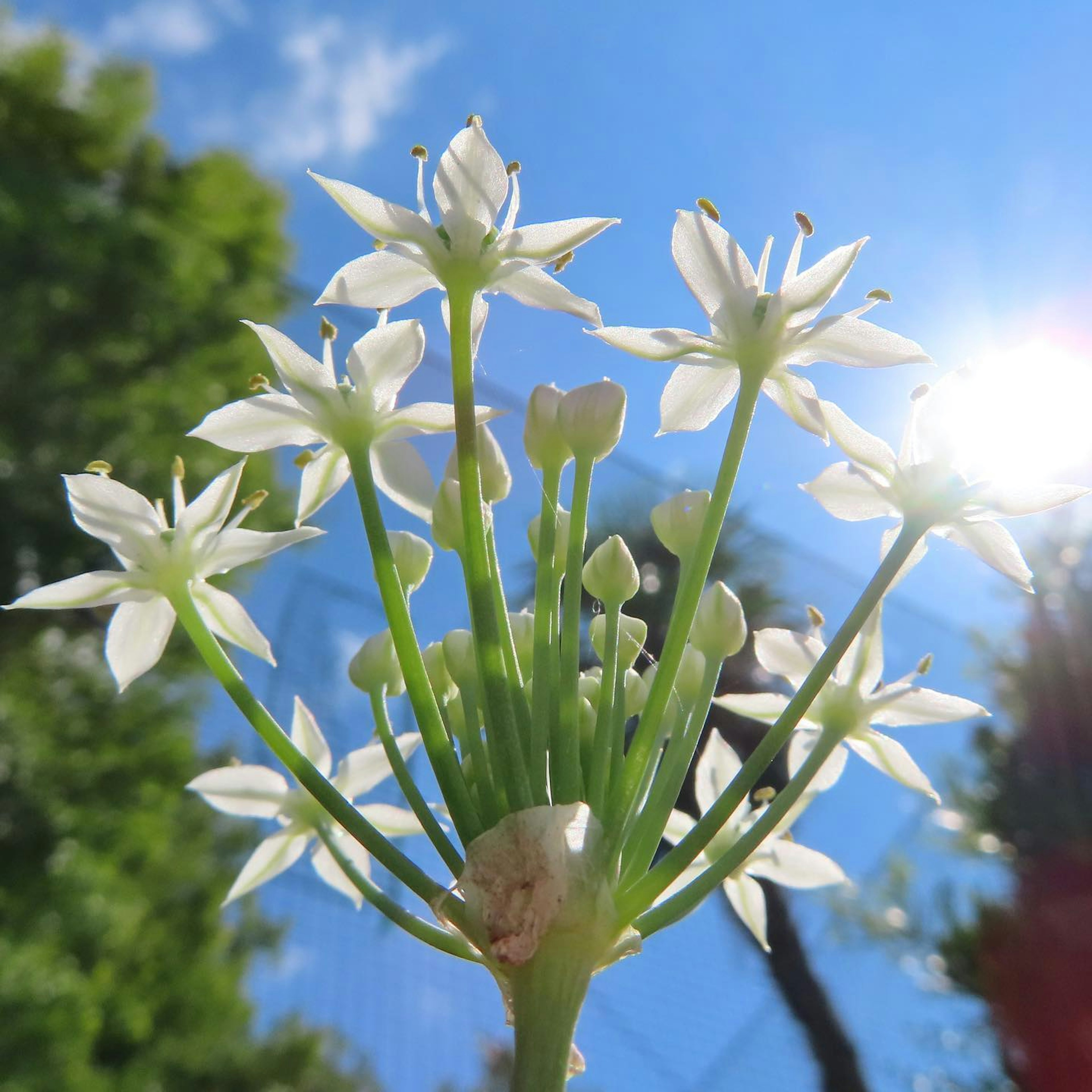 Close-up of a flowering plant with white flowers against a blue sky and sunlight