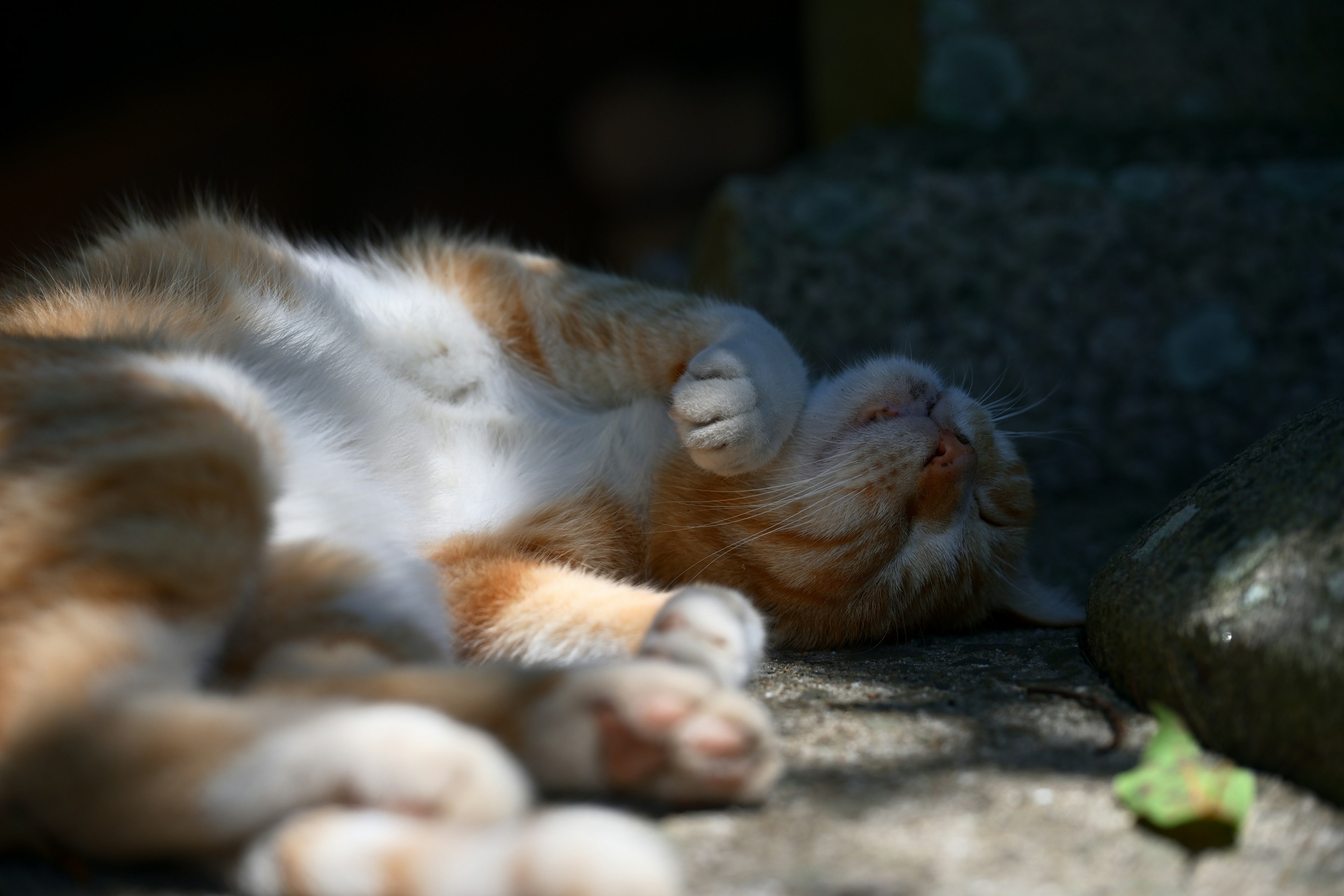 横たわっているオレンジ色の猫が日光の中でリラックスしている