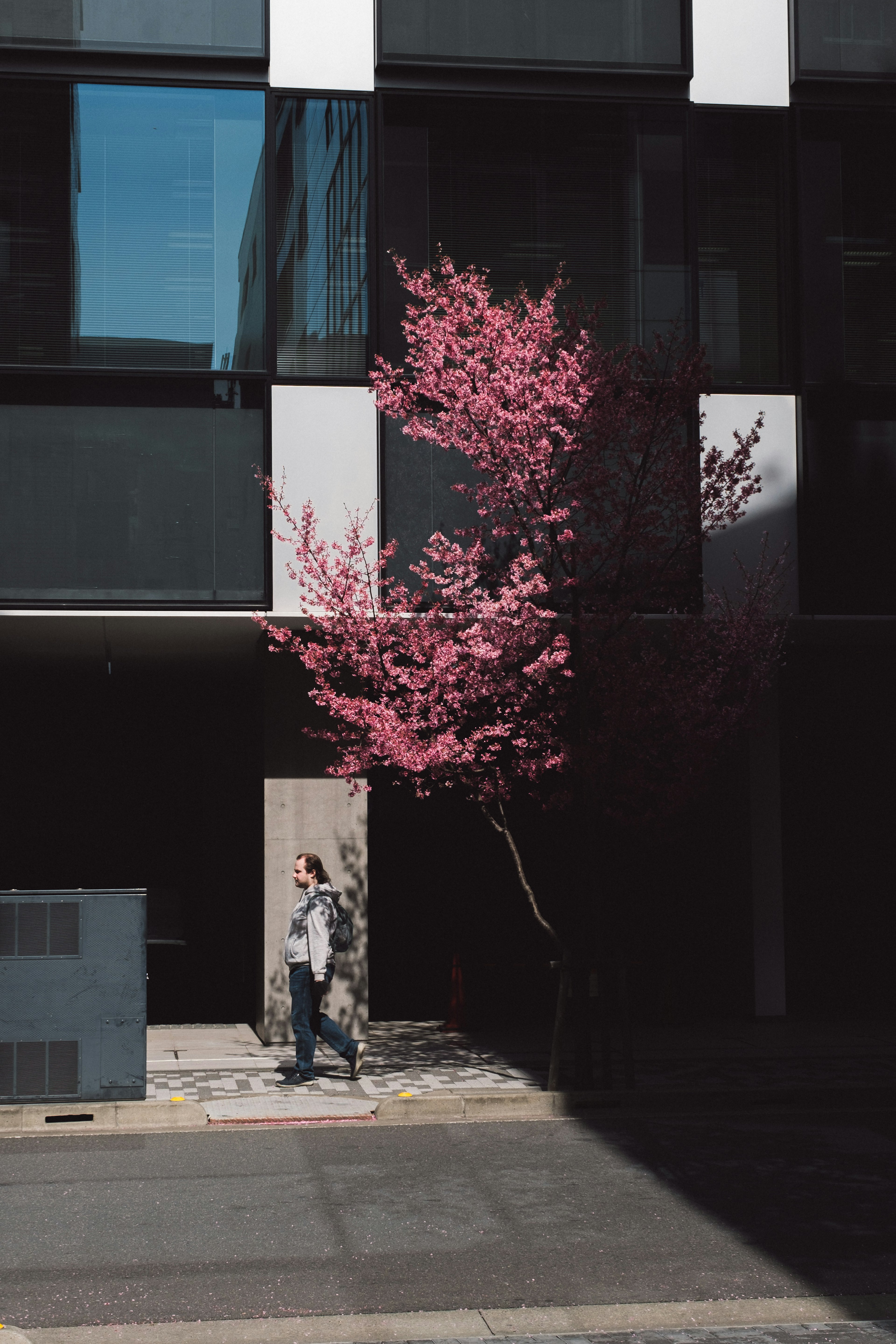 ピンクの桜の木がある現代的な建物の前を歩く人物