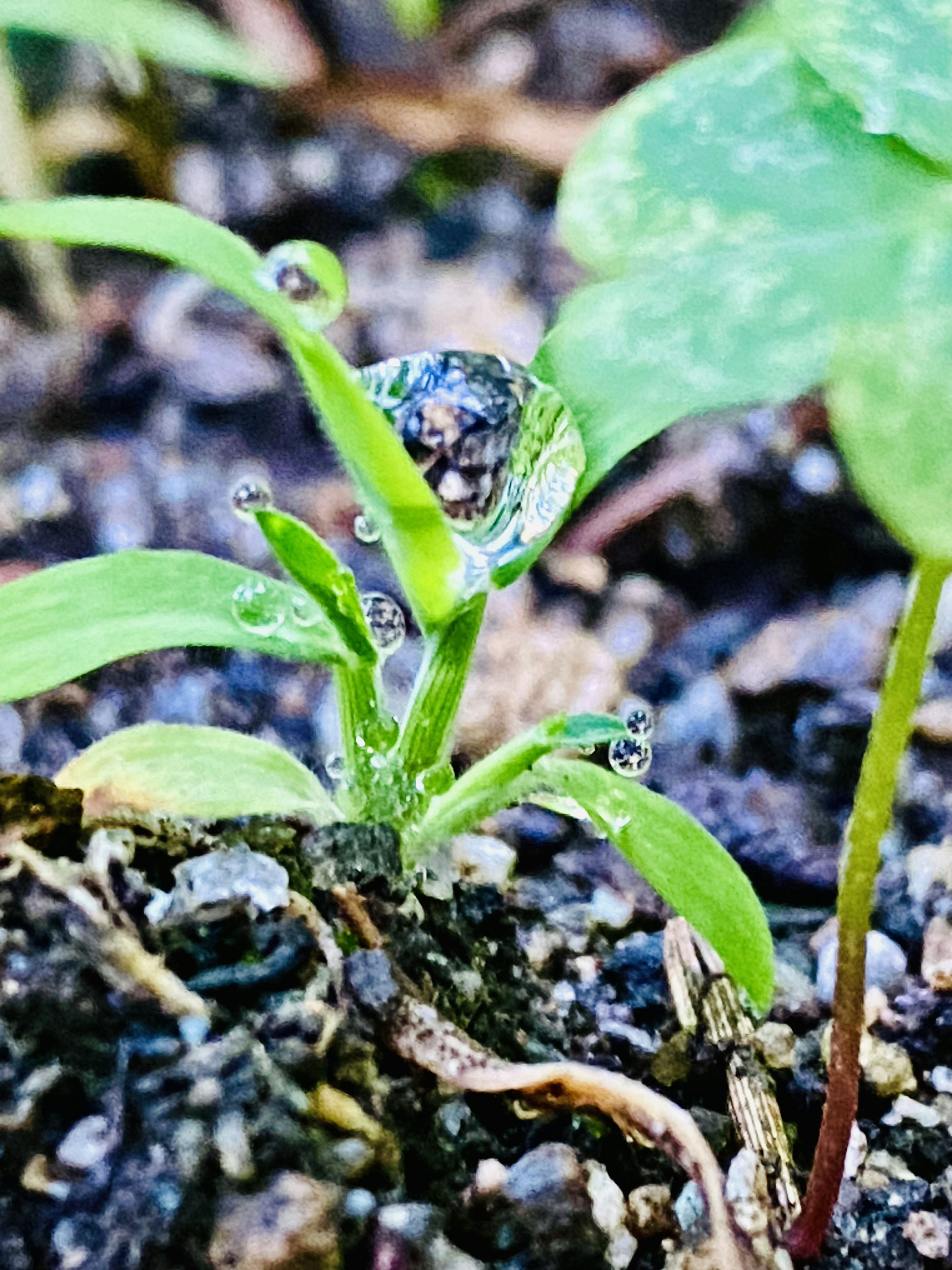 Primo piano di un germoglio di pianta verde con gocce d'acqua e terreno