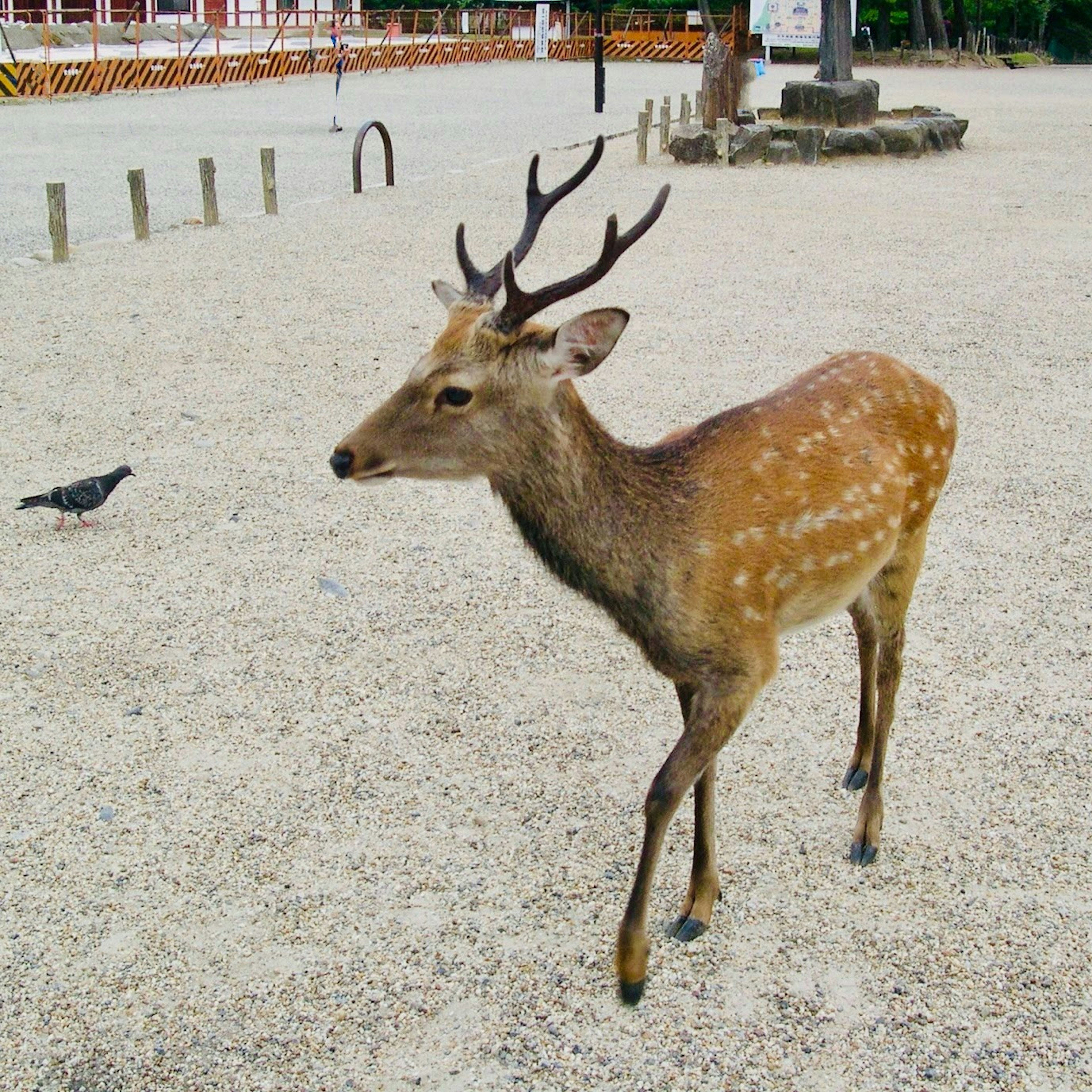 A small deer walking on gravel with a pigeon nearby