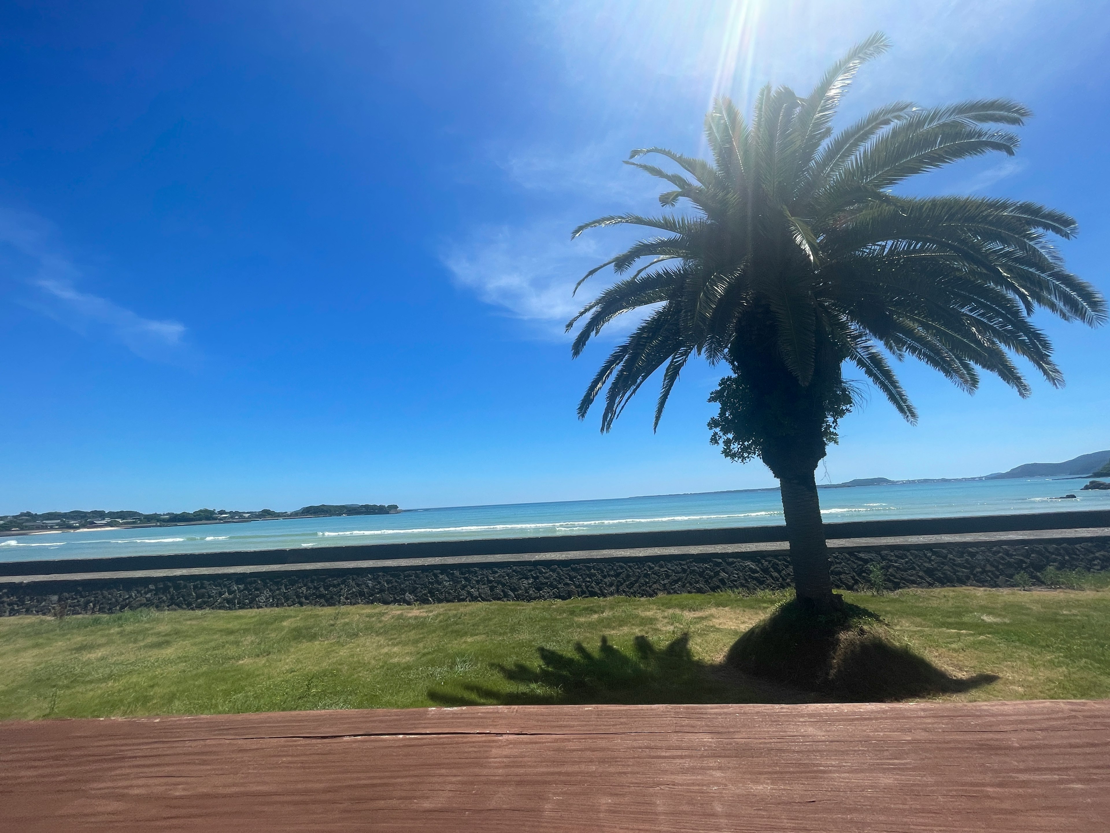 Landscape featuring a palm tree with a blue sky and ocean in the background