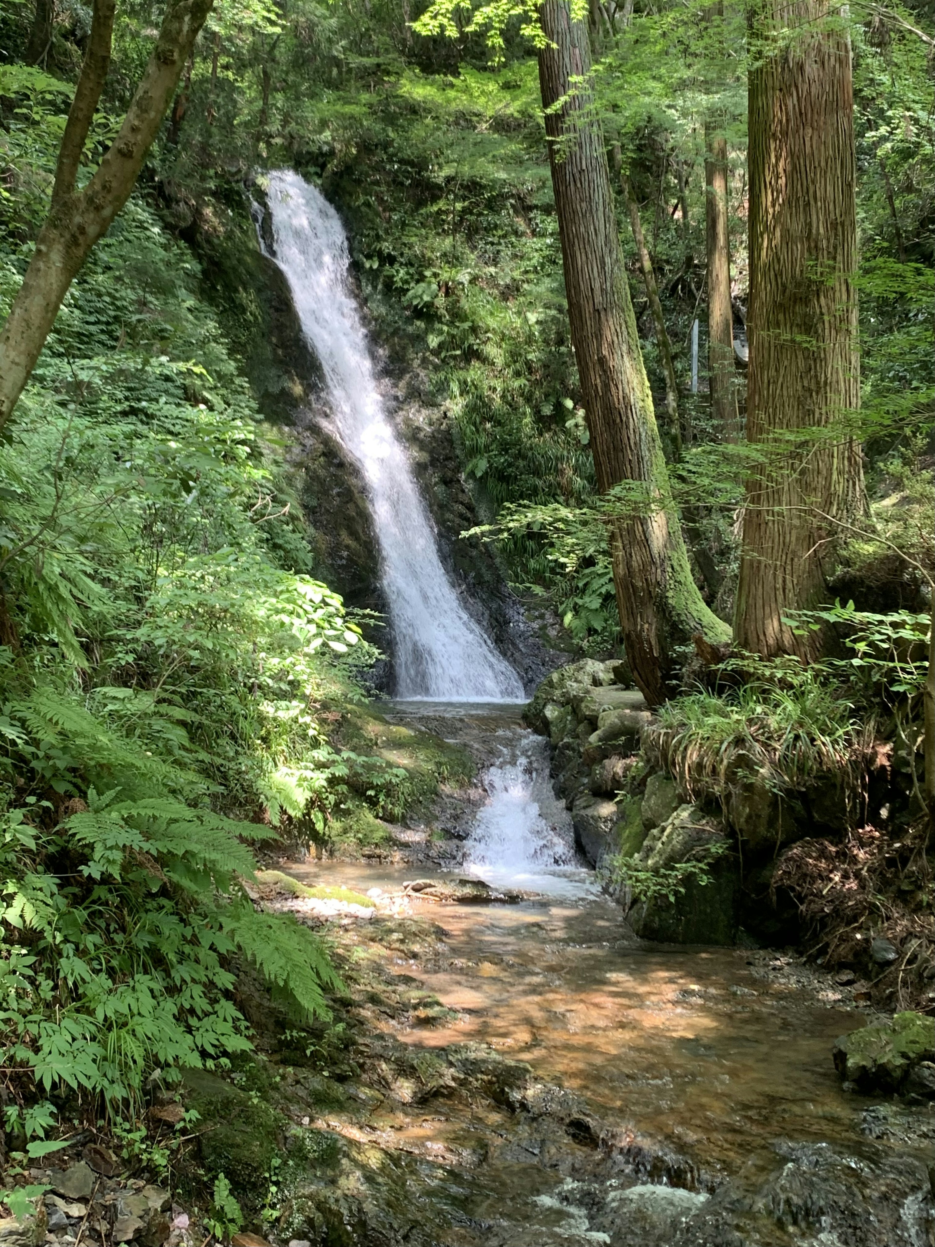 Ein Wasserfall, der durch einen üppigen grünen Wald fließt