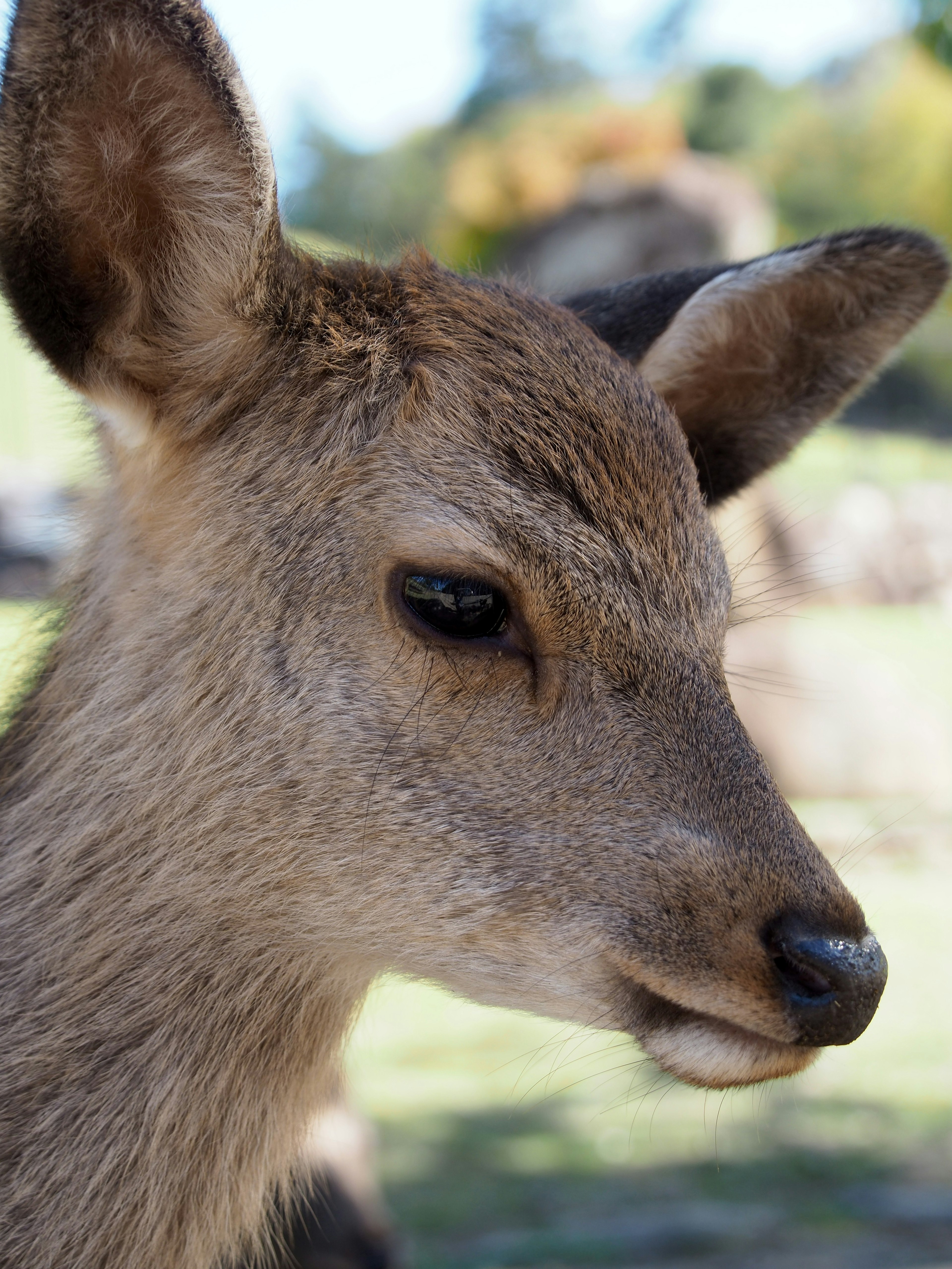 Gros plan sur le visage d'un jeune cerf montrant son pelage fin et ses oreilles