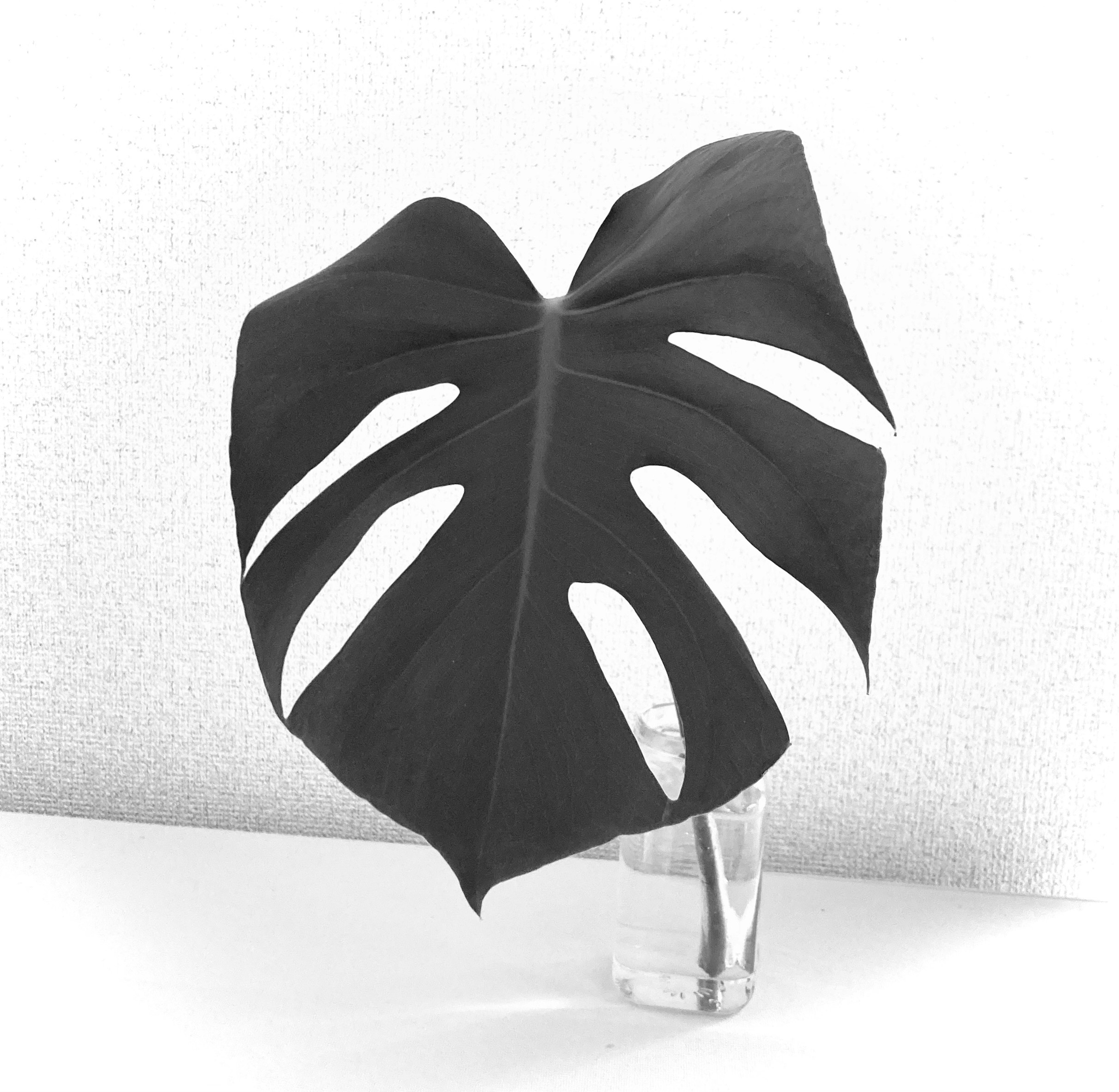 Monstera-Blatt in einer klaren Vase in monochromem Bild