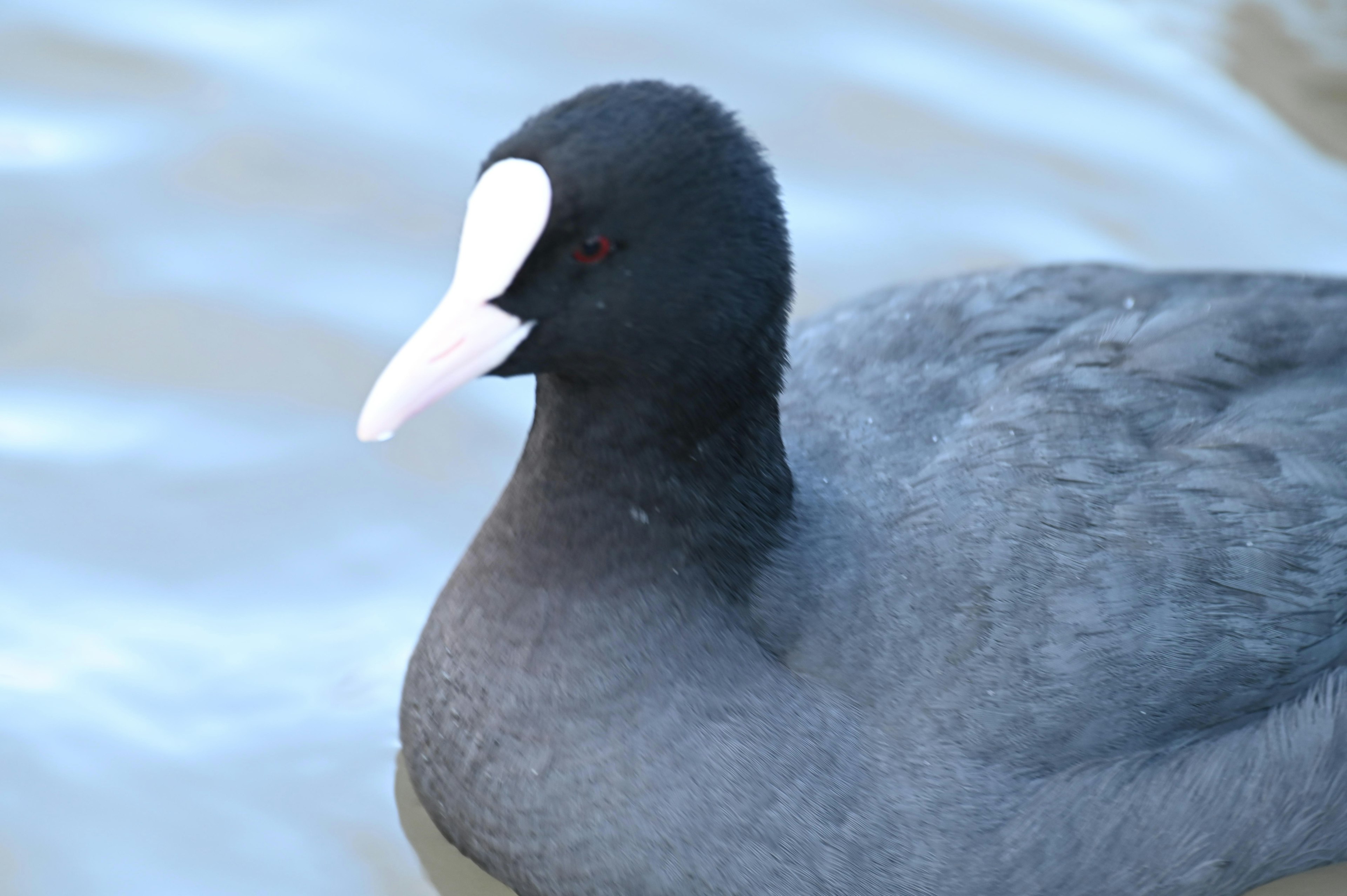 Close-up of a coot on the water black feathers and white beak