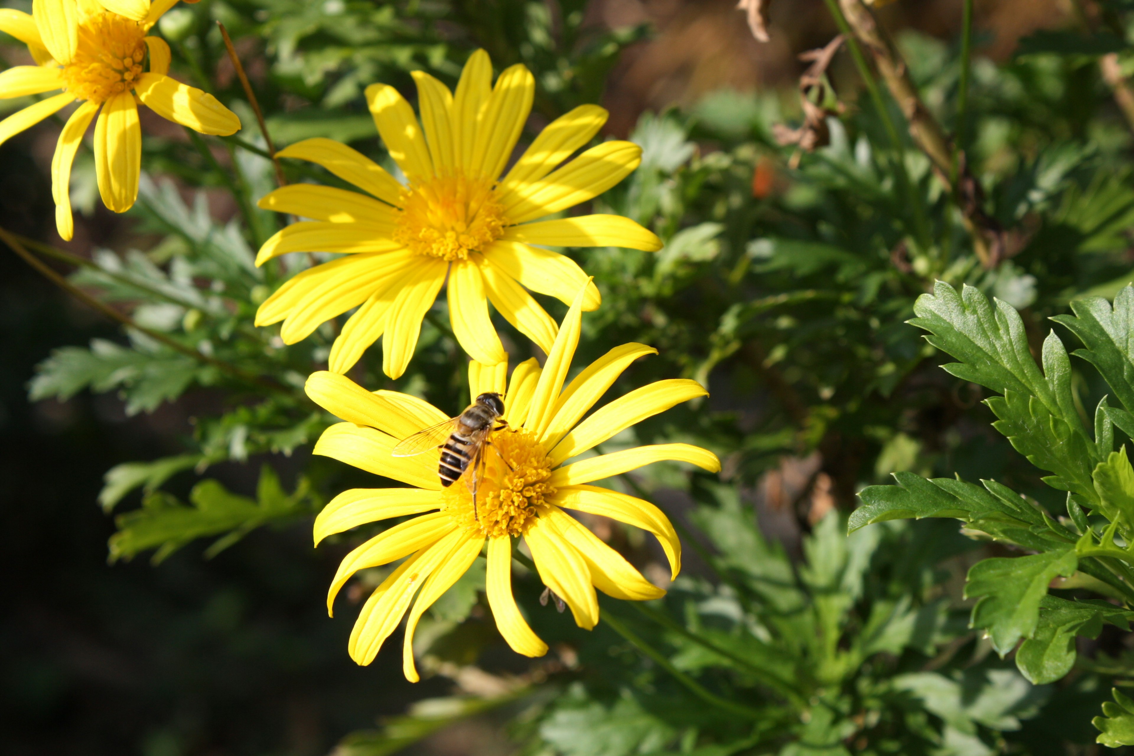 Close-up of yellow flowers with a bee