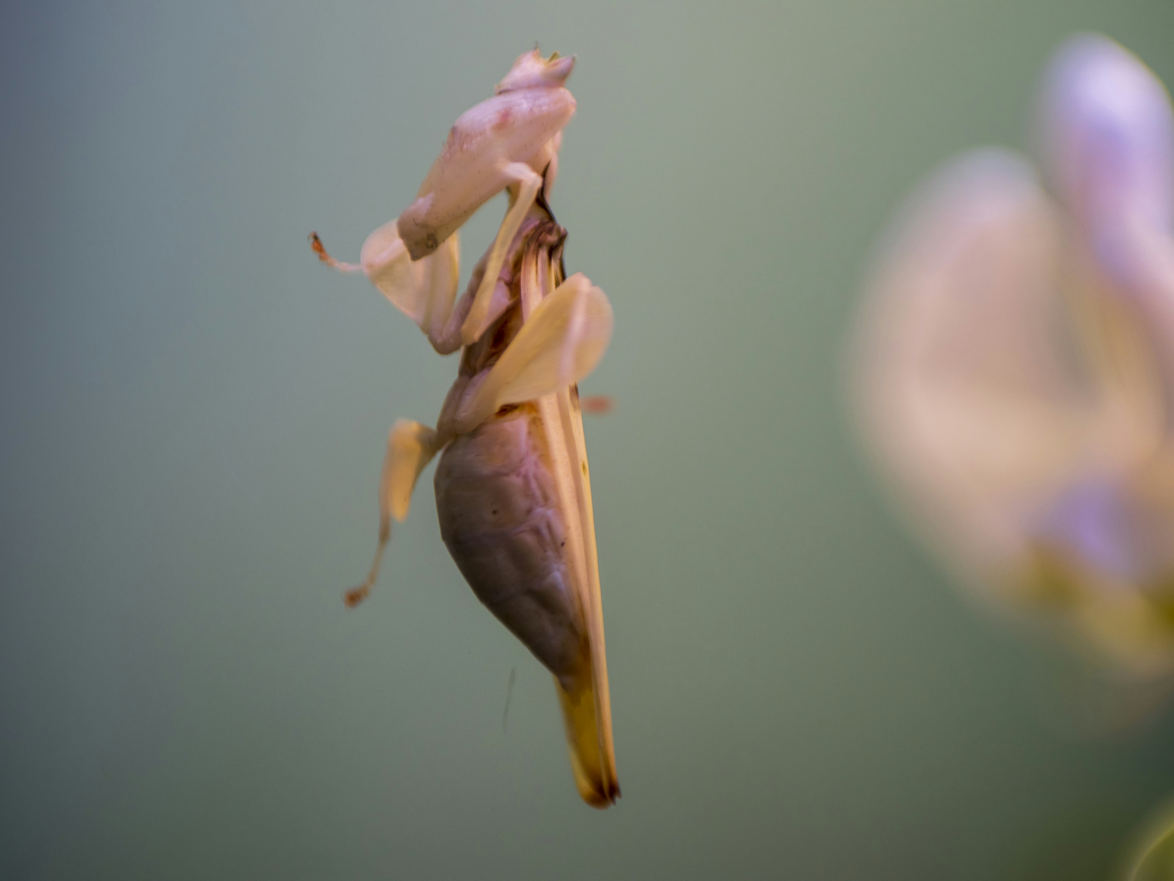 Mantis colorata unica su un fiore