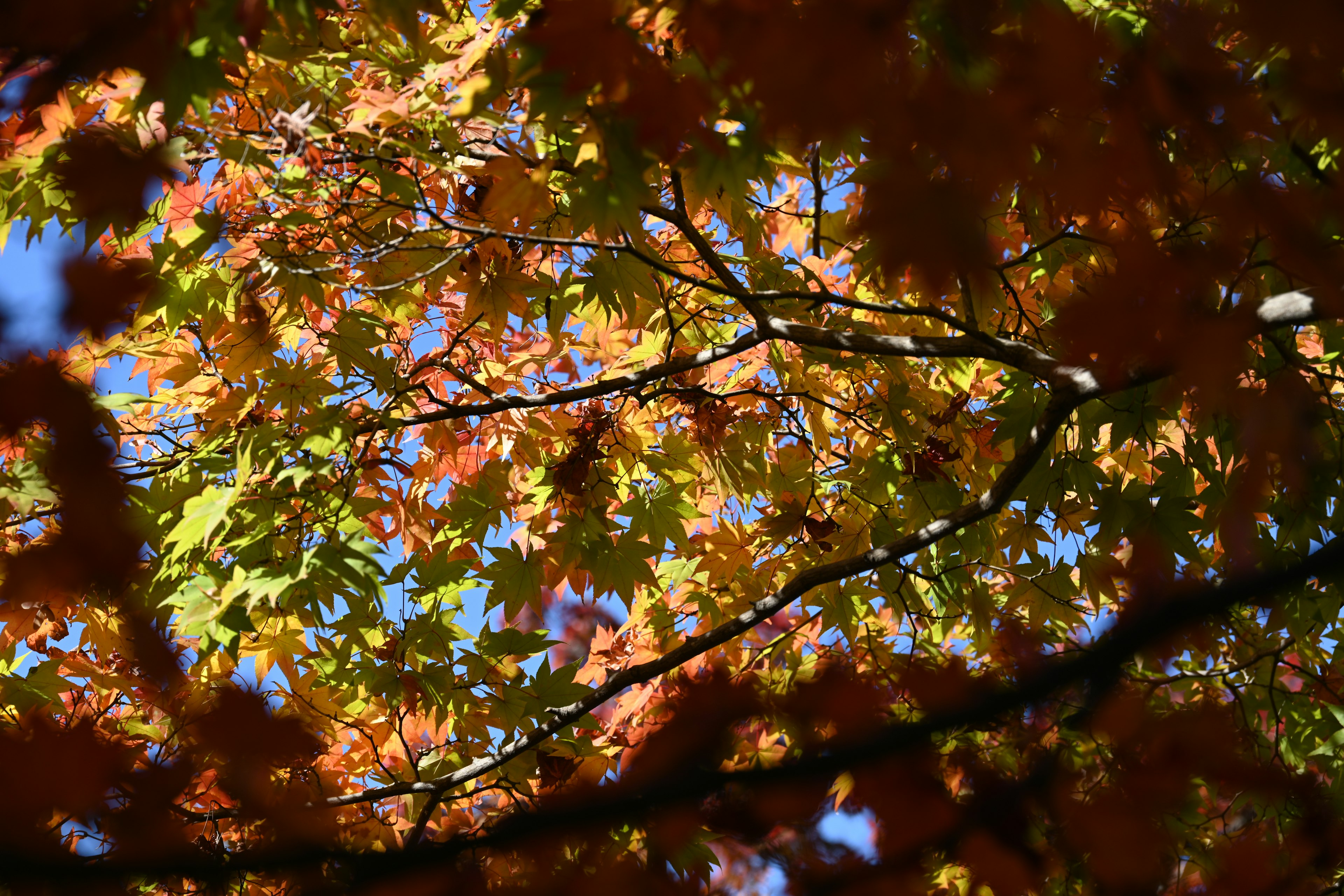 Vista desde abajo de ramas de árboles con hojas de otoño de colores