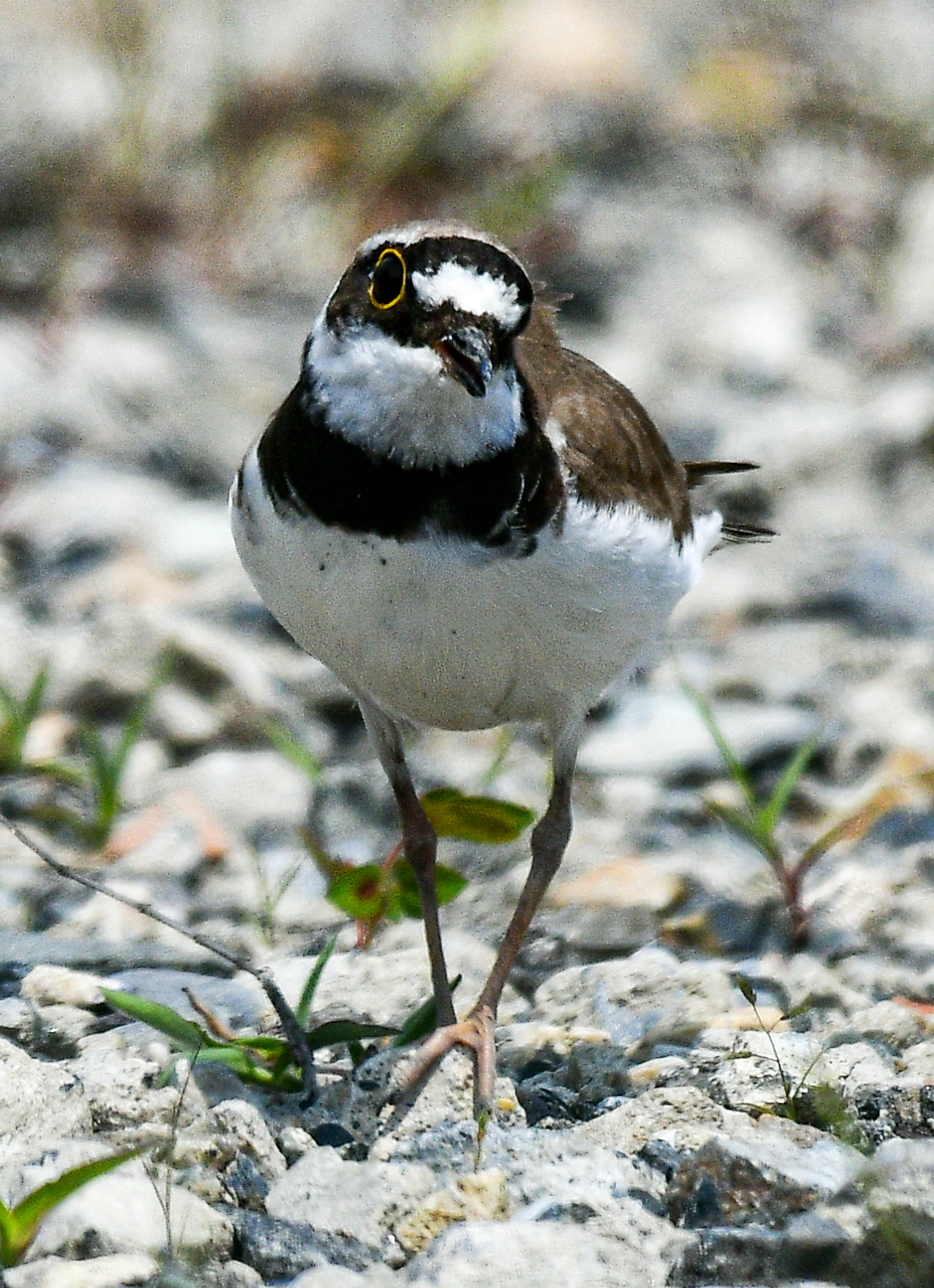 Un pequeño pájaro caminando sobre piedras con marcas negras y blancas distintivas