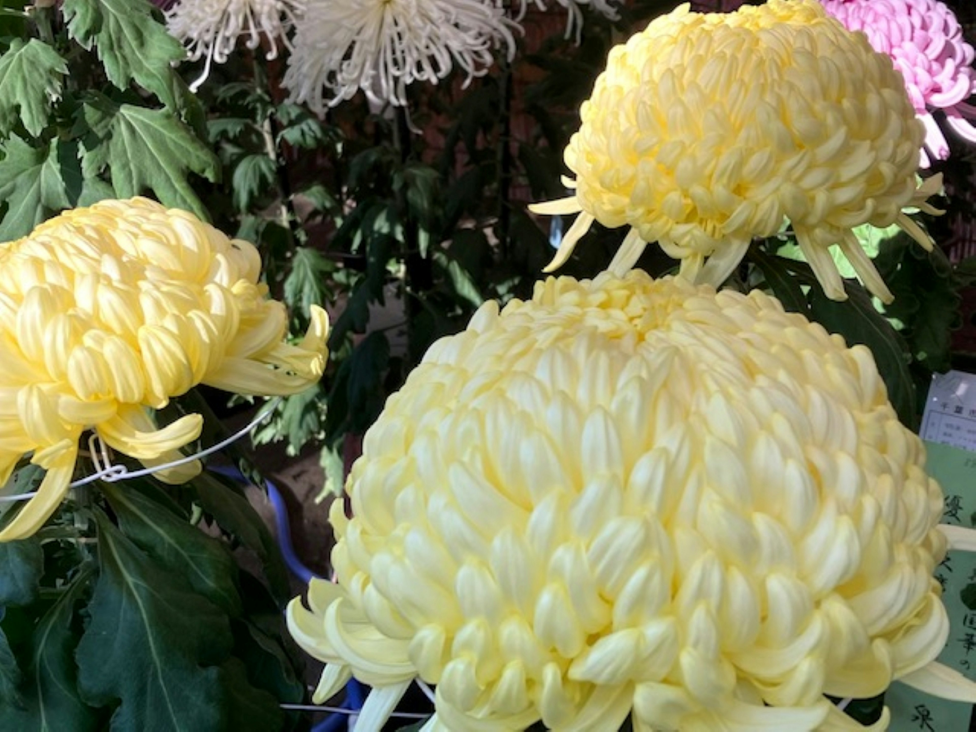 Close-up of vibrant yellow chrysanthemums featuring fluffy petals