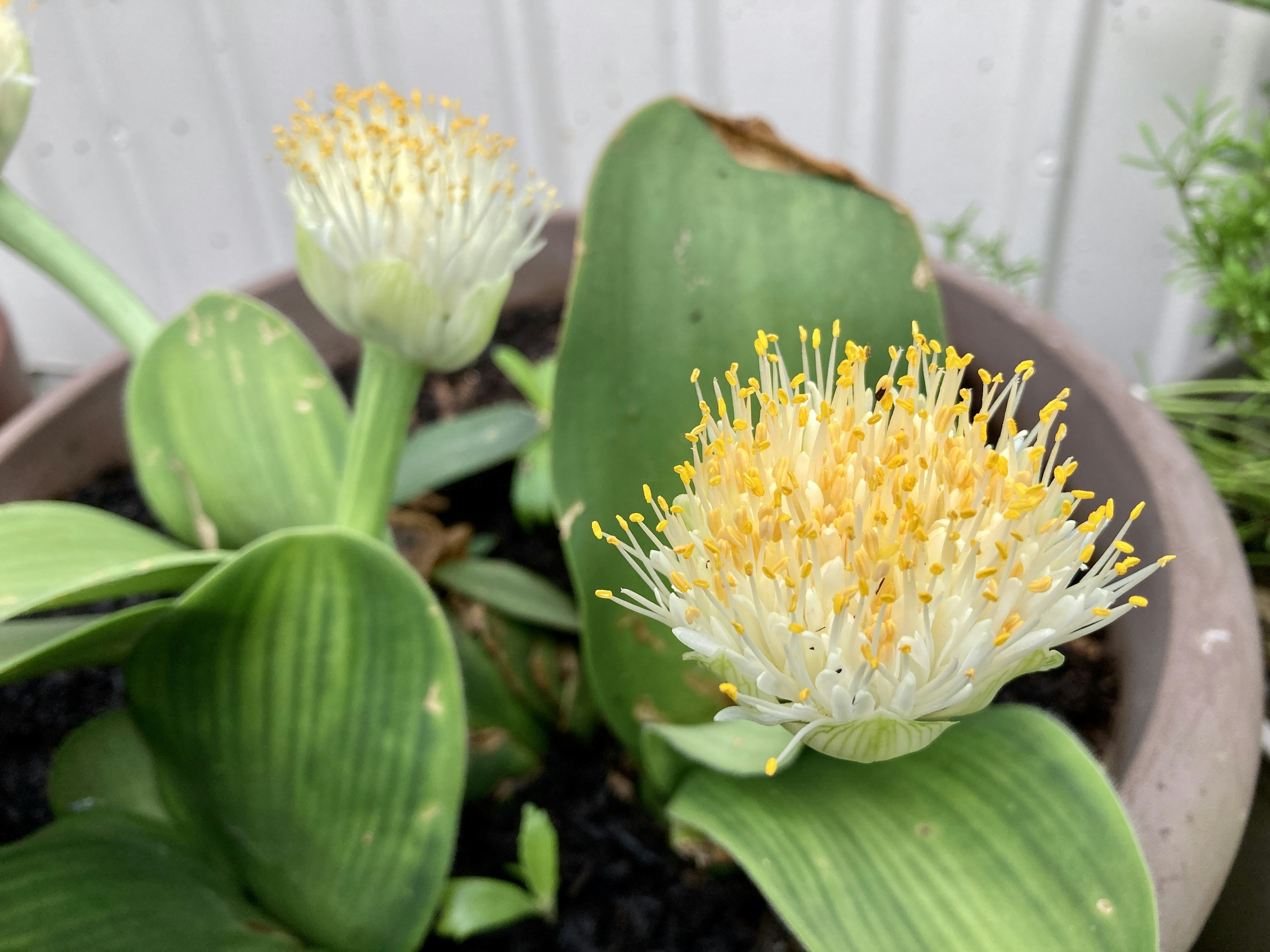 Nahaufnahme einer Pflanze mit weißen Blumen und grünen Blättern