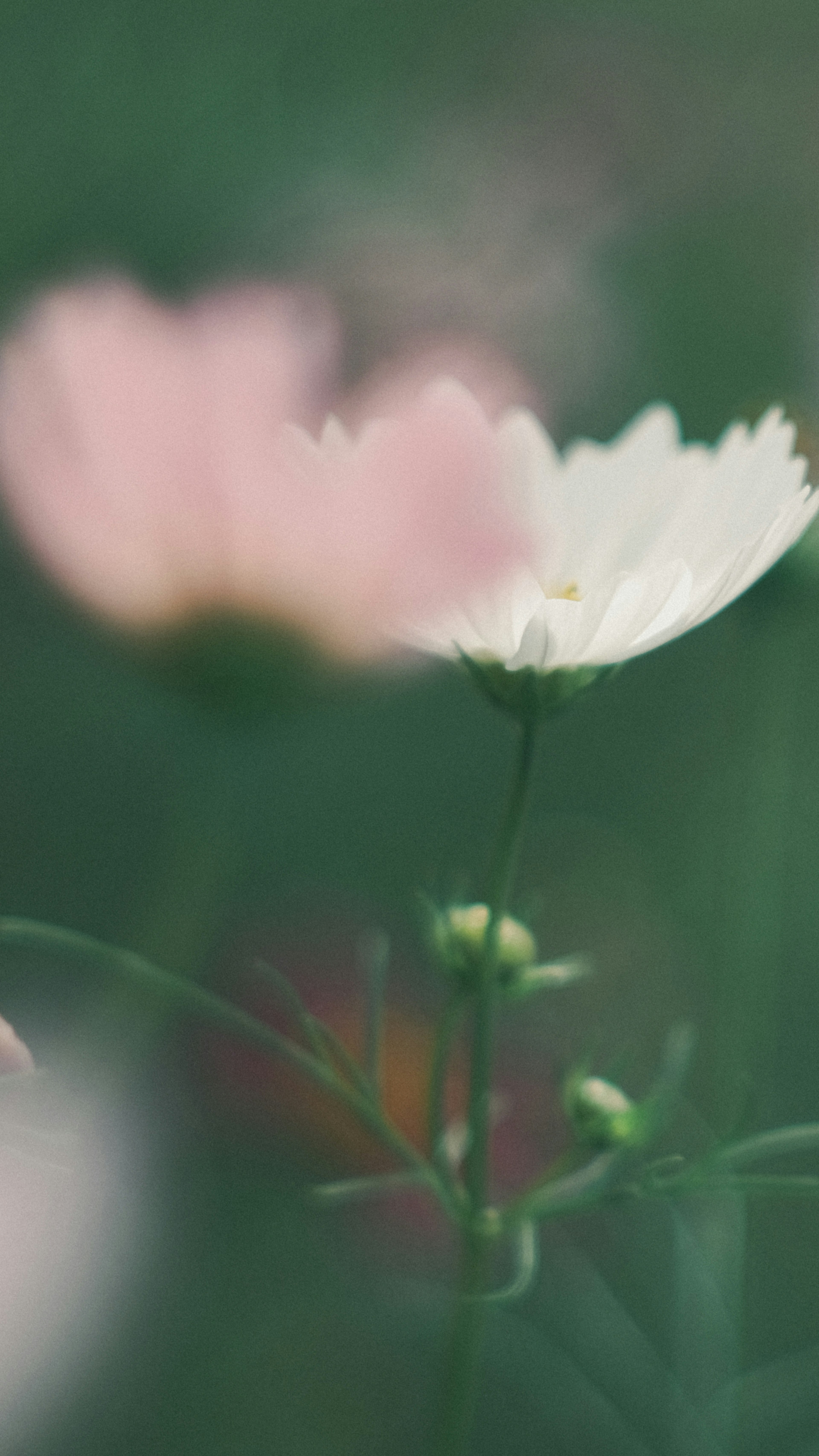 Delicate flowers with soft colors against a green background