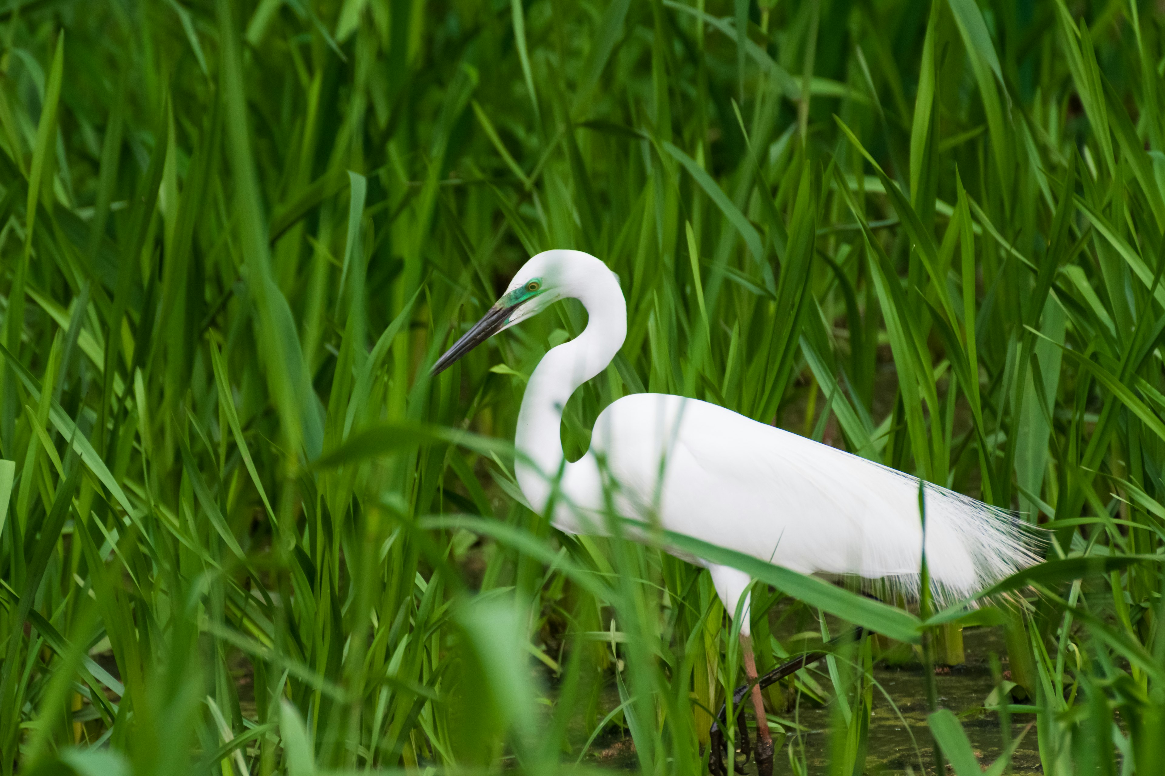 Un héron blanc se tenant parmi des herbes vertes