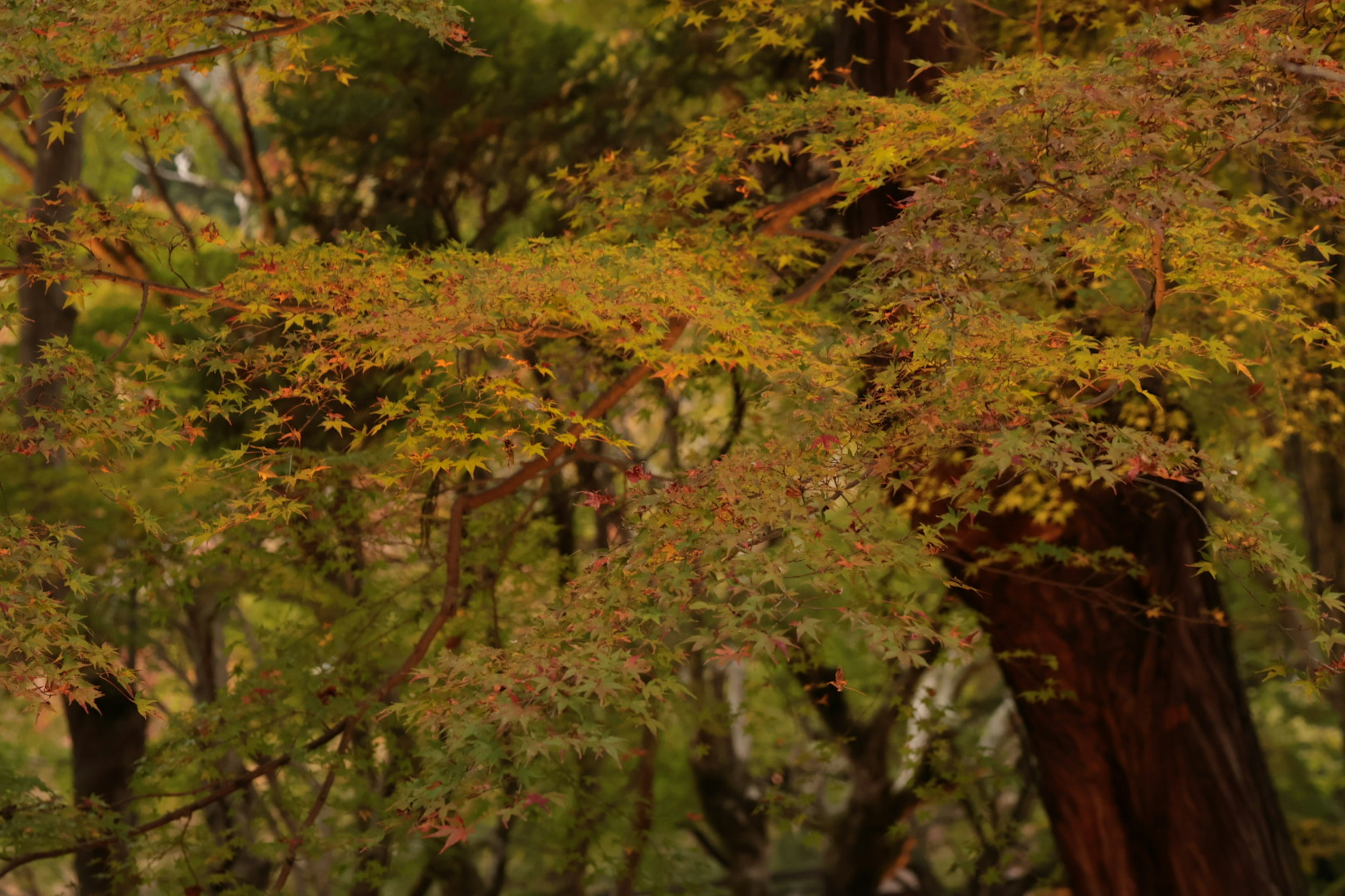 秋の葉が色づく木々の美しい風景