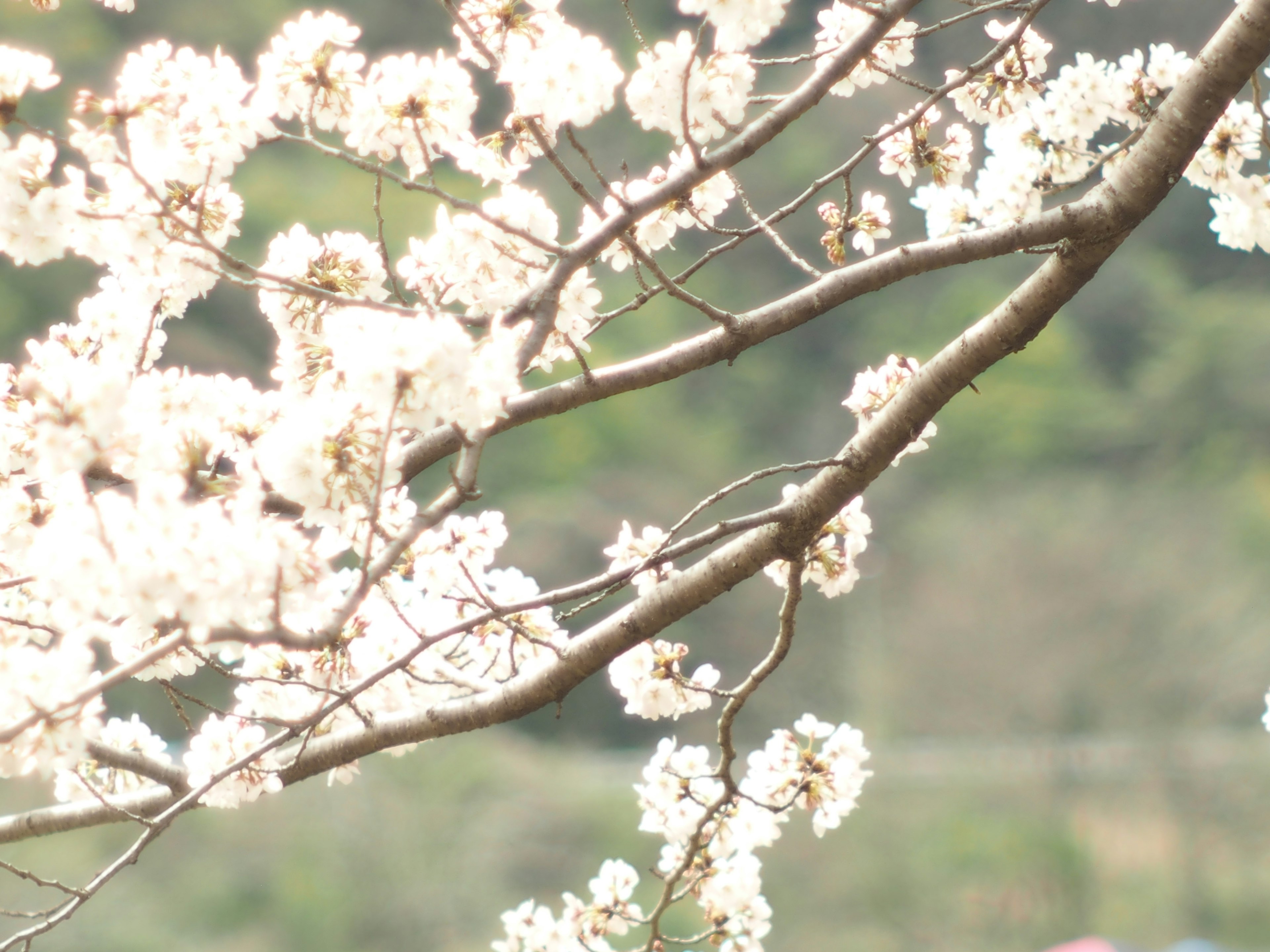 桜の花が咲いている枝のクローズアップで、背景に緑の山々が見える