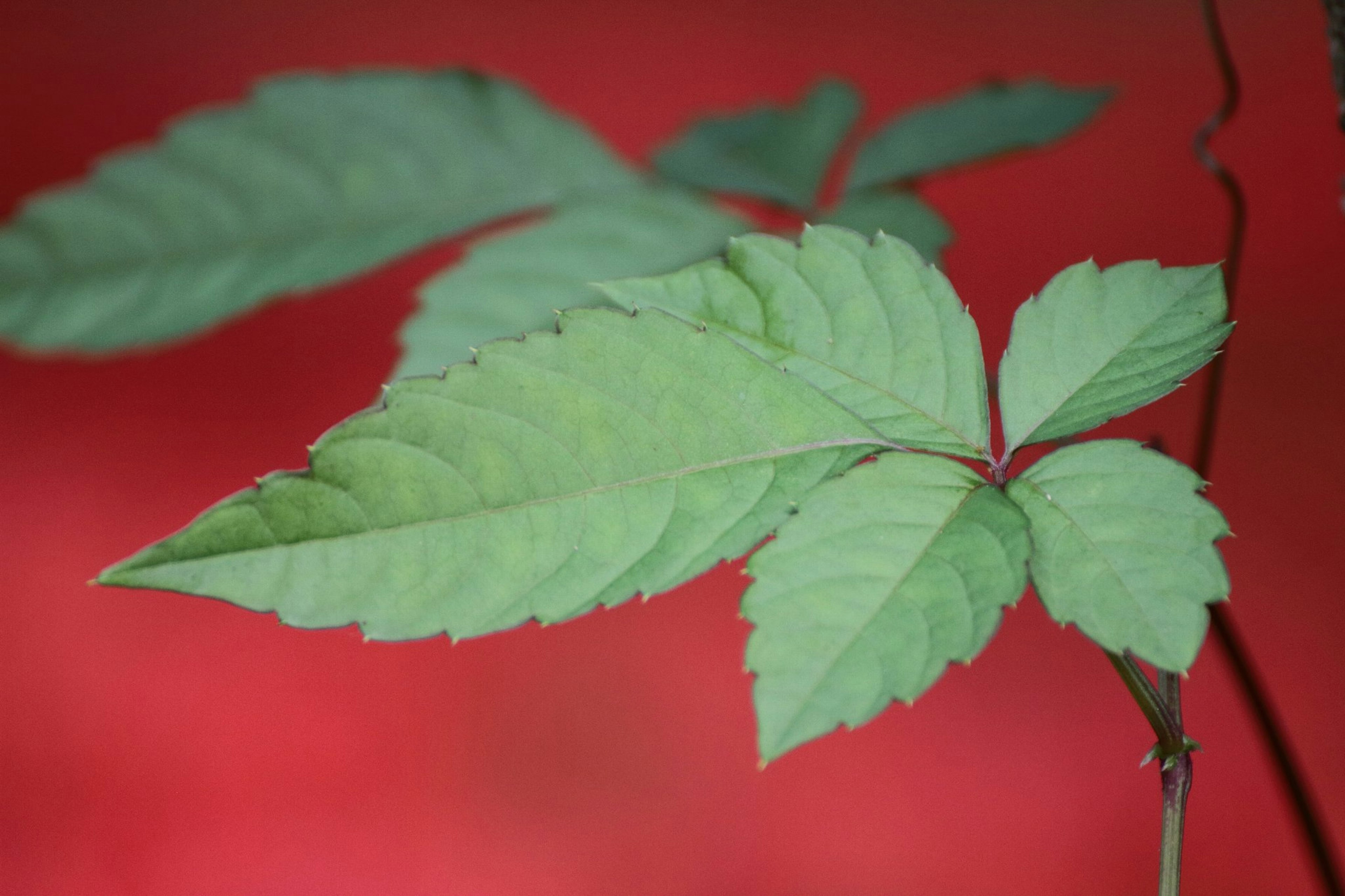 Daun hijau di latar belakang merah