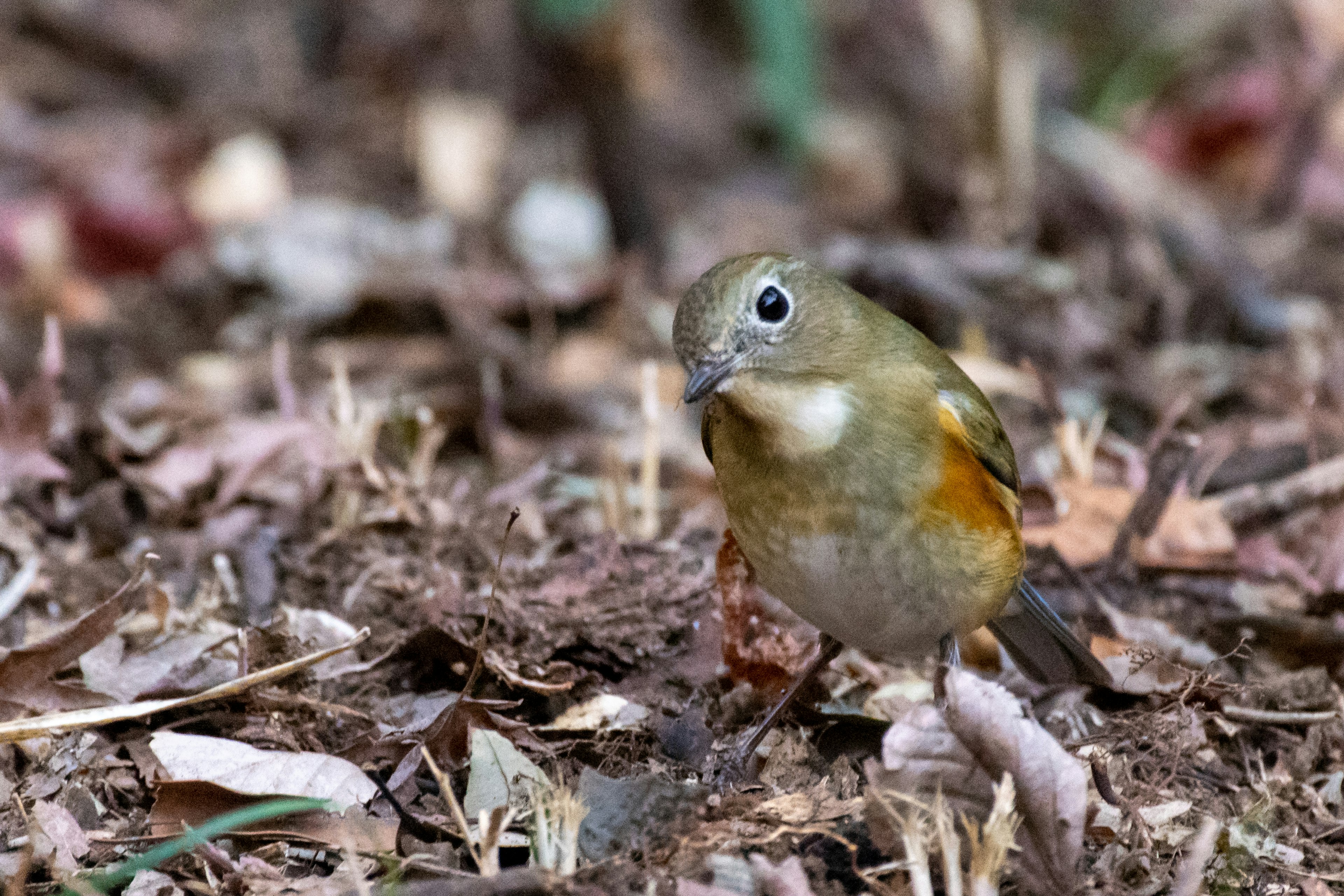 Seekor burung kecil berjalan di antara daun di tanah