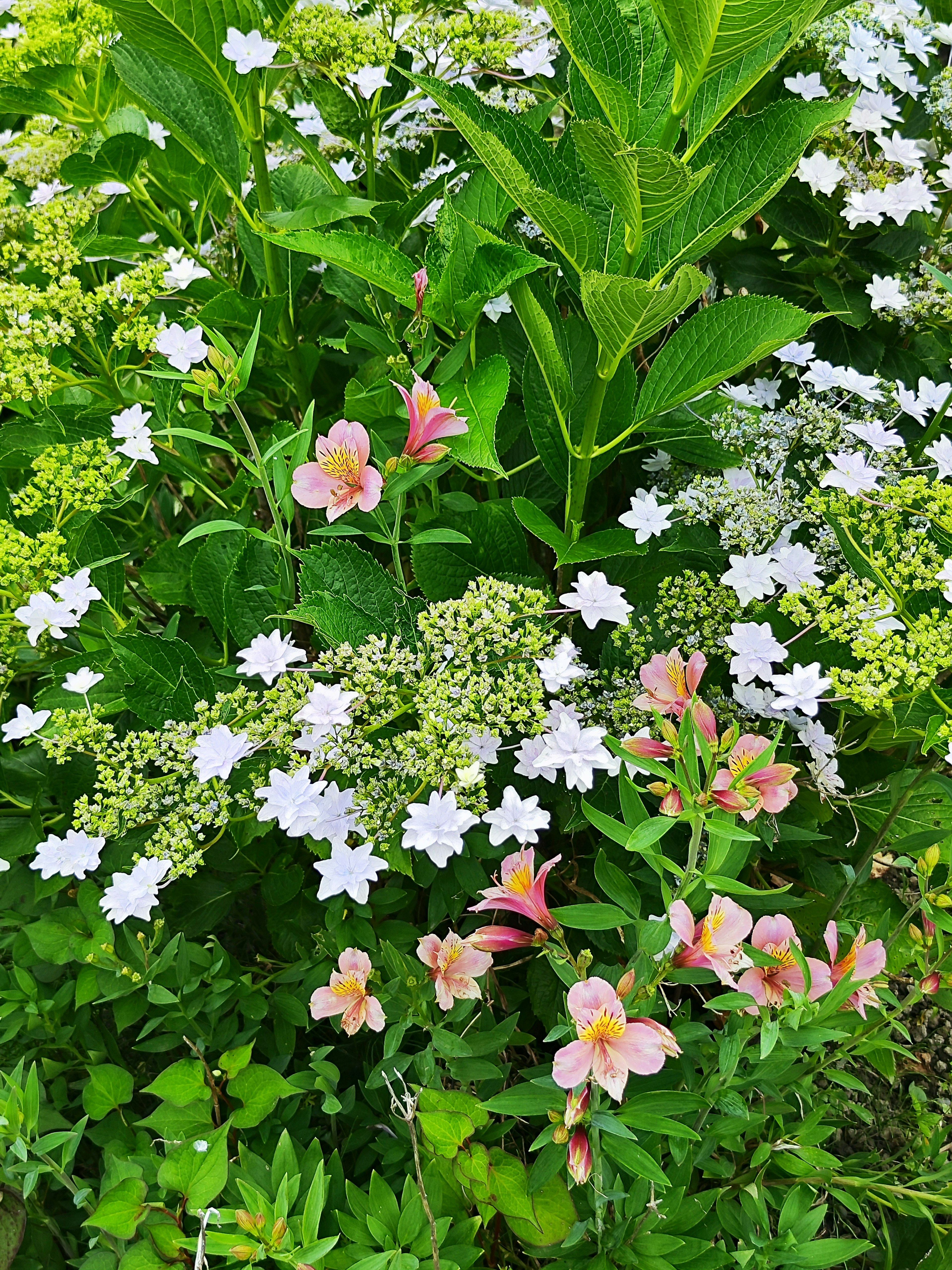 Escena de jardín exuberante con hojas verdes y flores blancas en flor con flores rosas dispersas