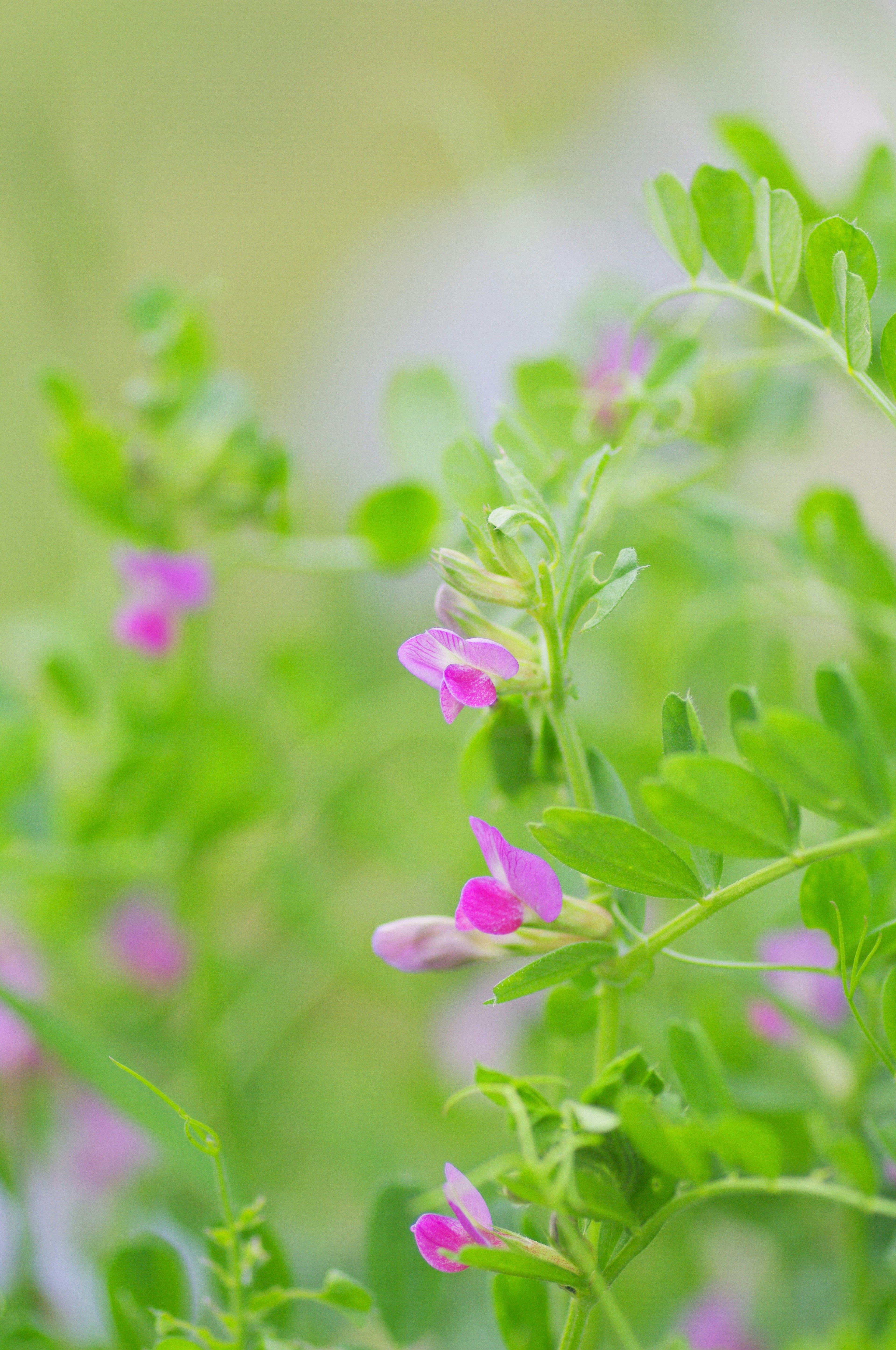 Close-up tanaman dengan daun hijau dan bunga kecil berwarna pink