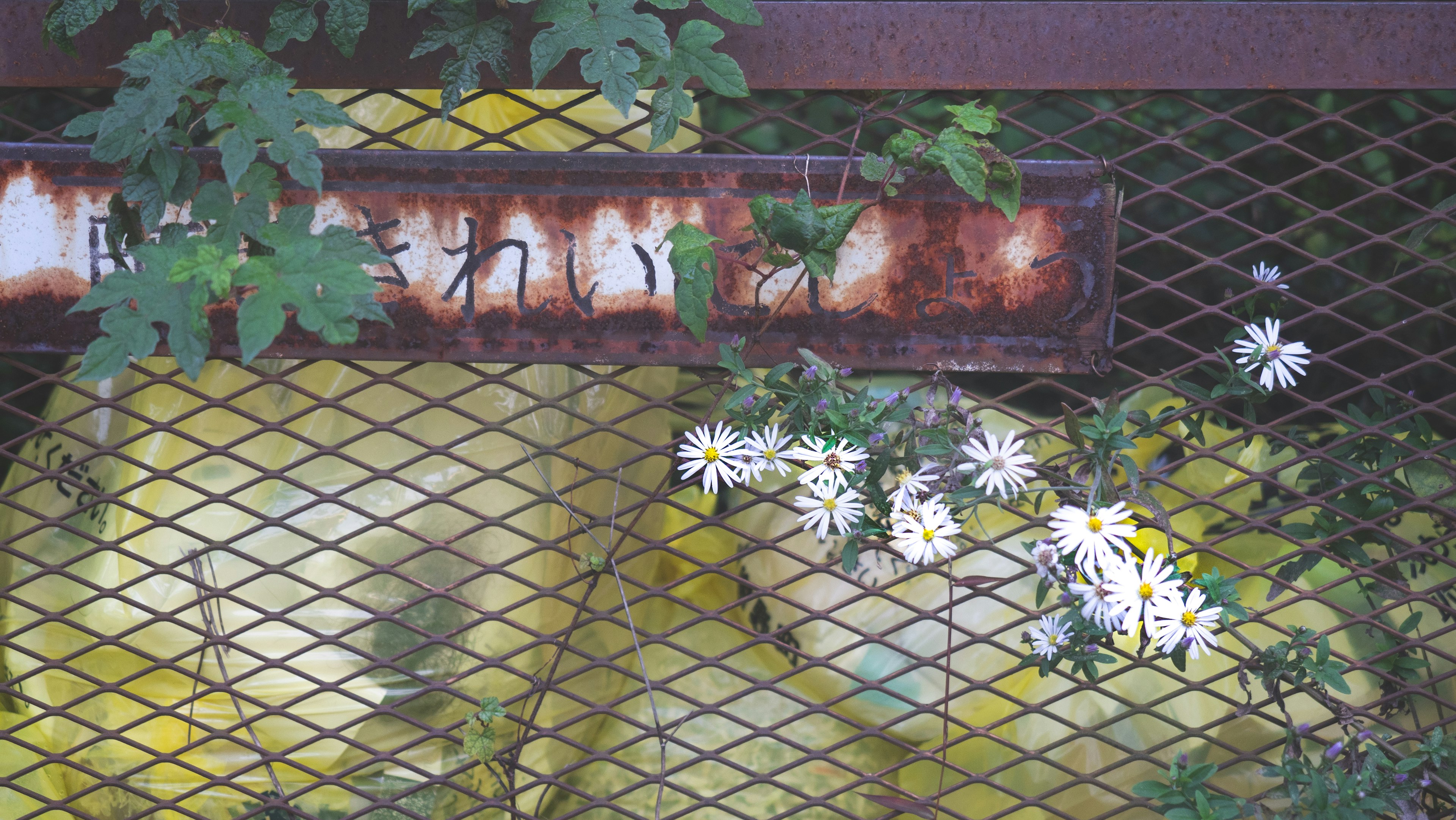 Contrast of yellow objects and white flowers surrounded by a rusty metal fence