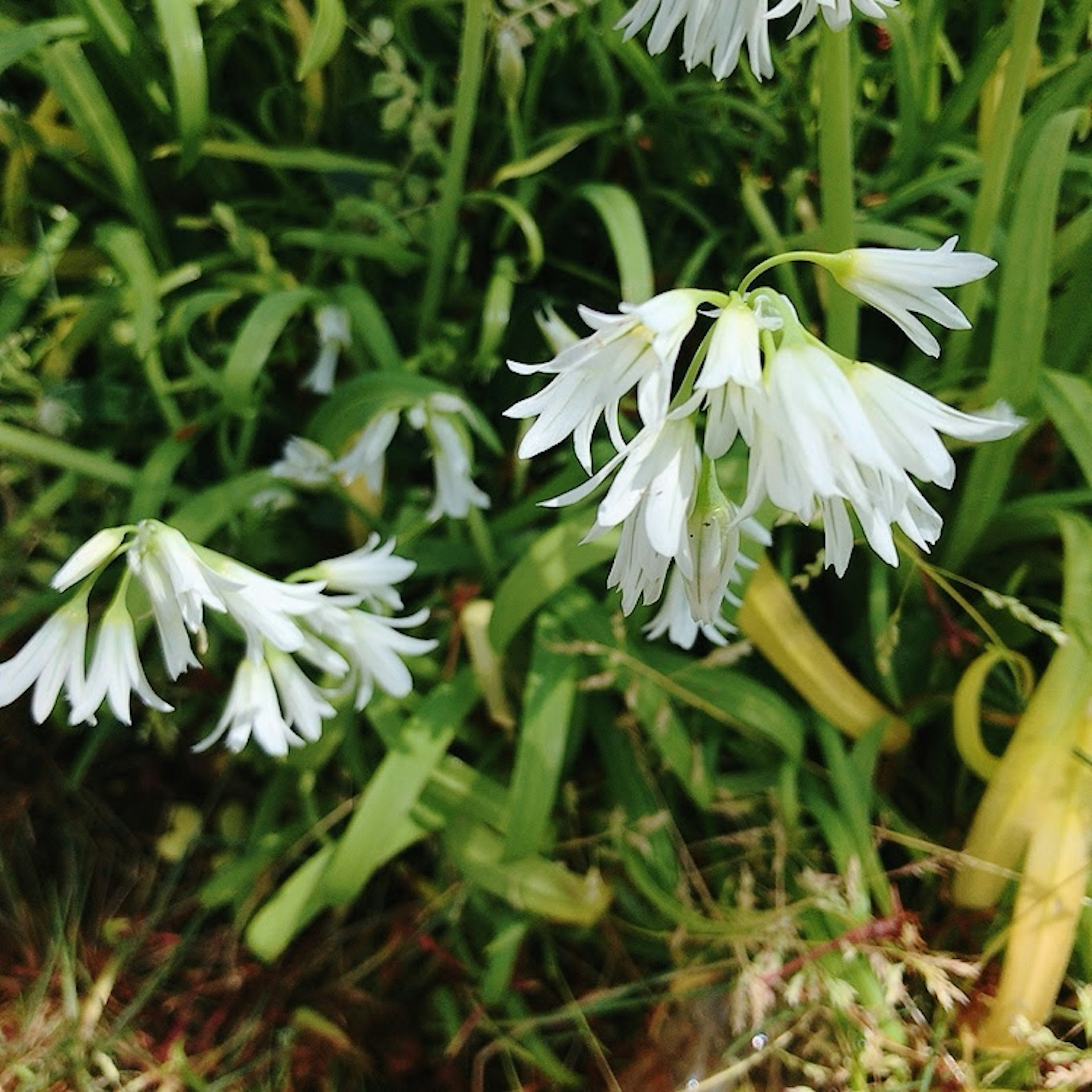 Image of white flowers blooming in grassy area