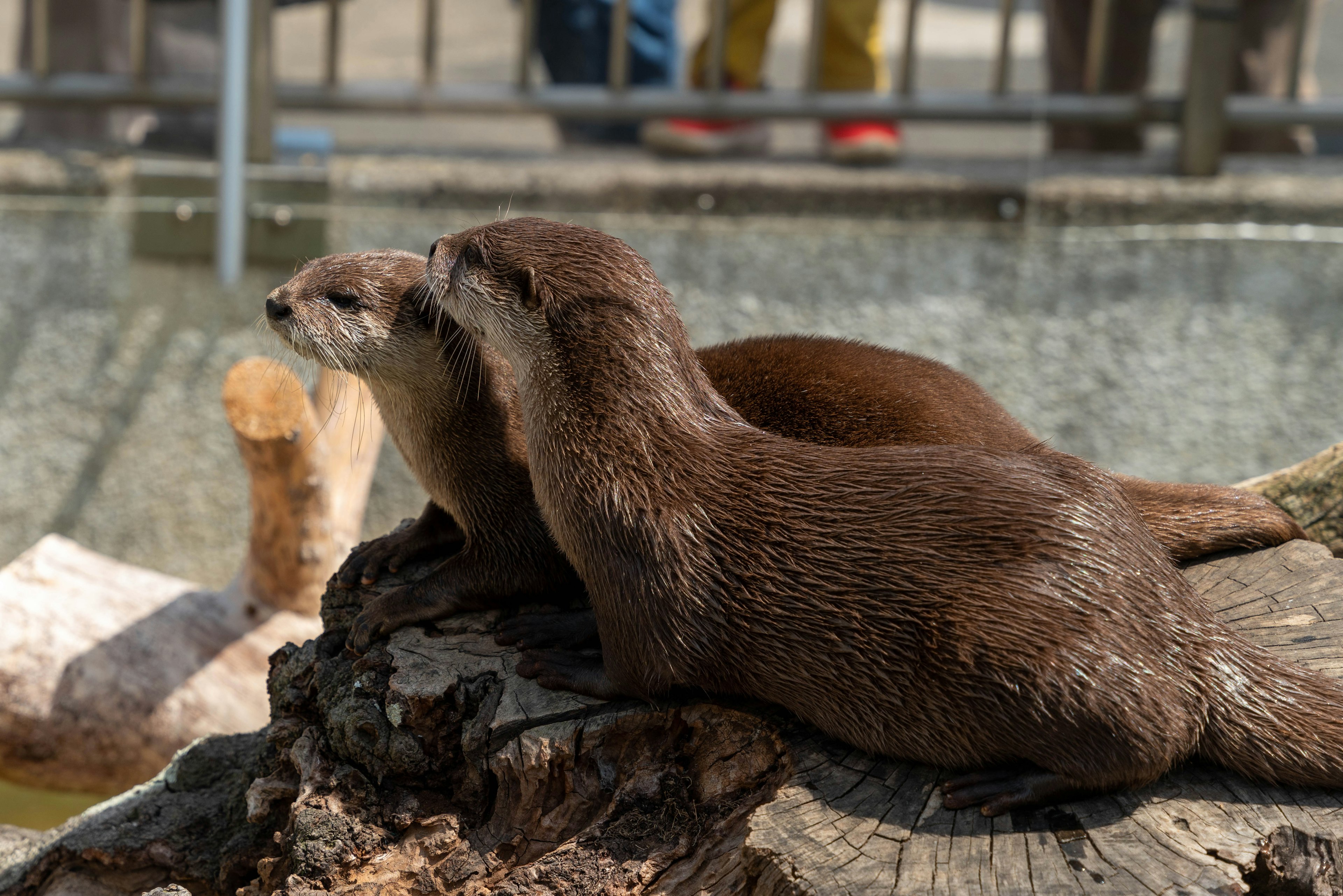 2匹のカワウソが木の上で寄り添っている