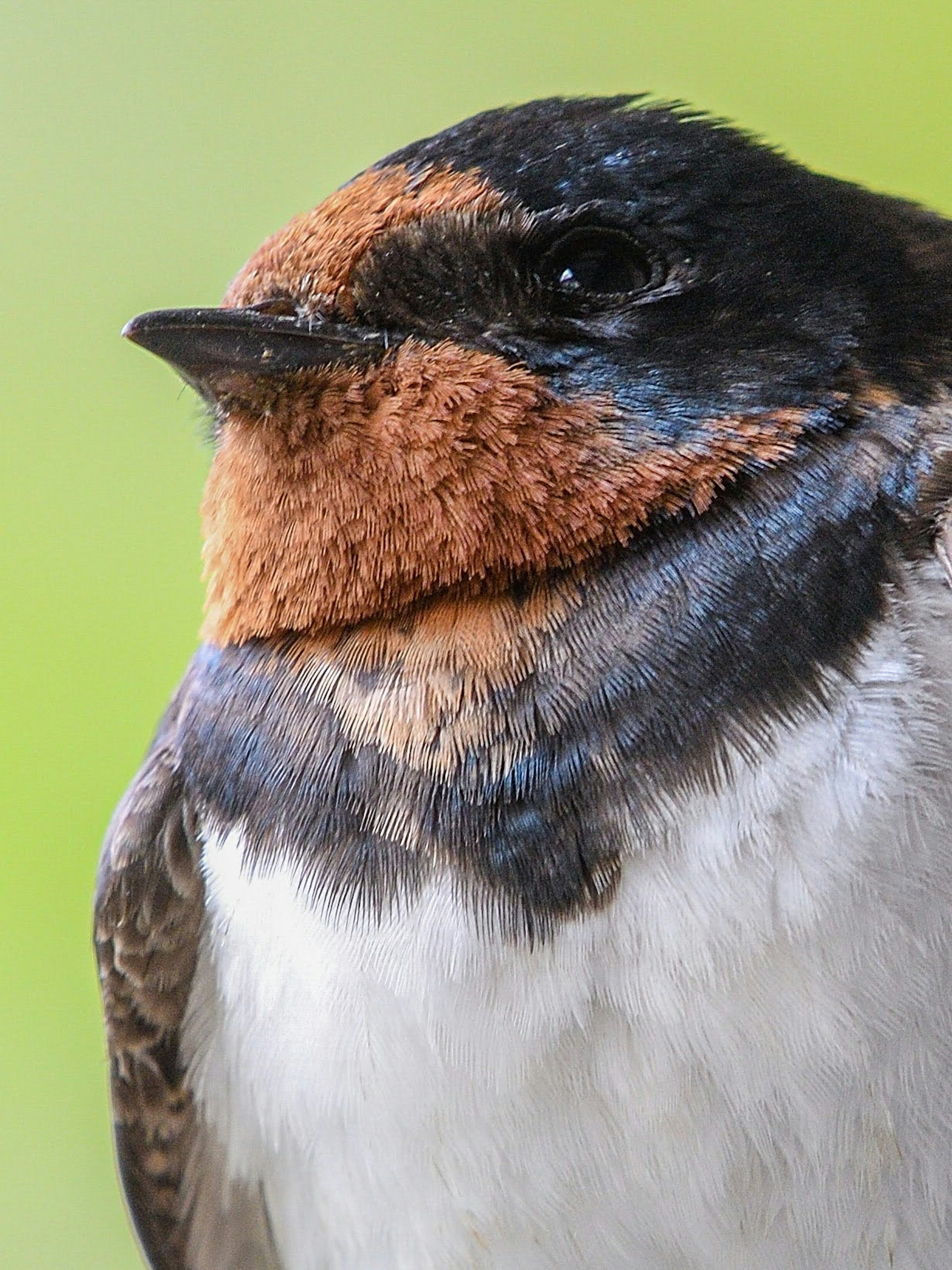 Nahaufnahme eines kleinen Vogels mit schönen Farben