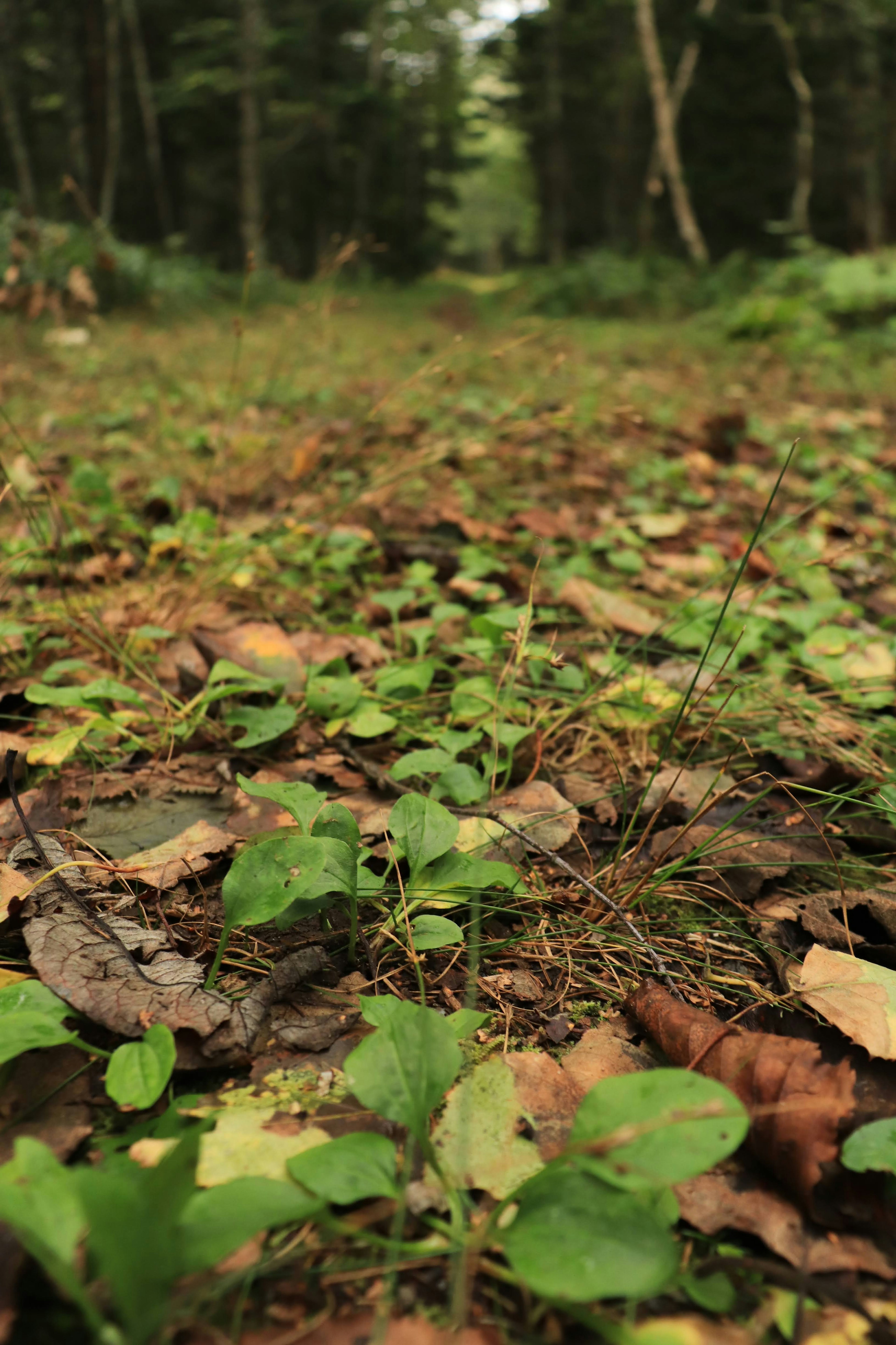 森の中の地面に広がる緑の植物と落ち葉