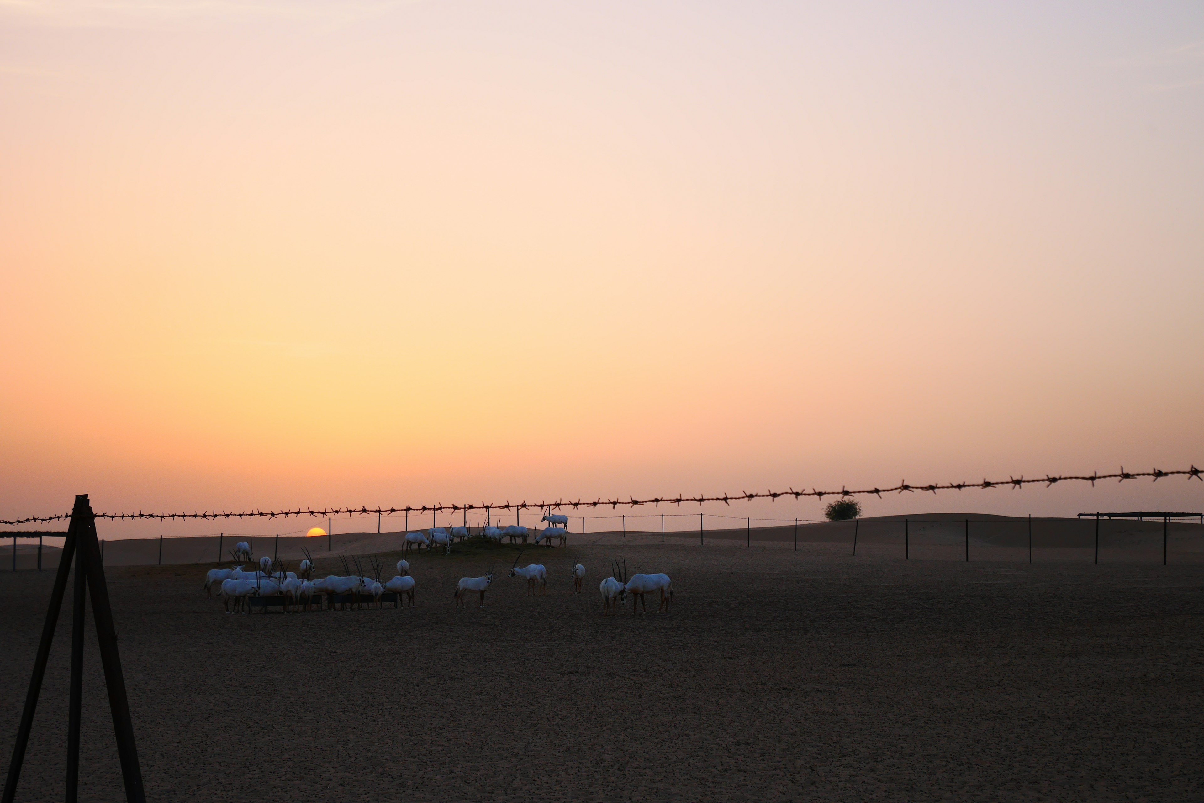 Vast desert landscape at dusk with scattered white vehicles and an orange sky