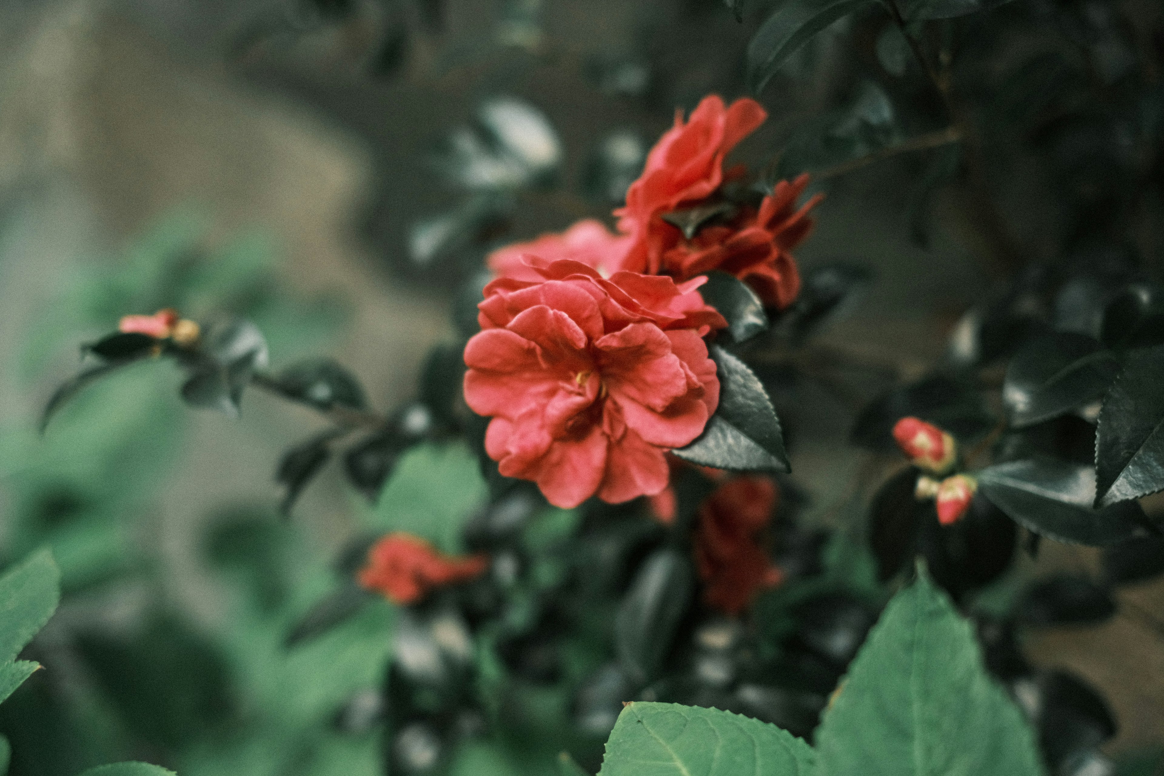 Close-up tanaman dengan bunga merah dan daun hijau