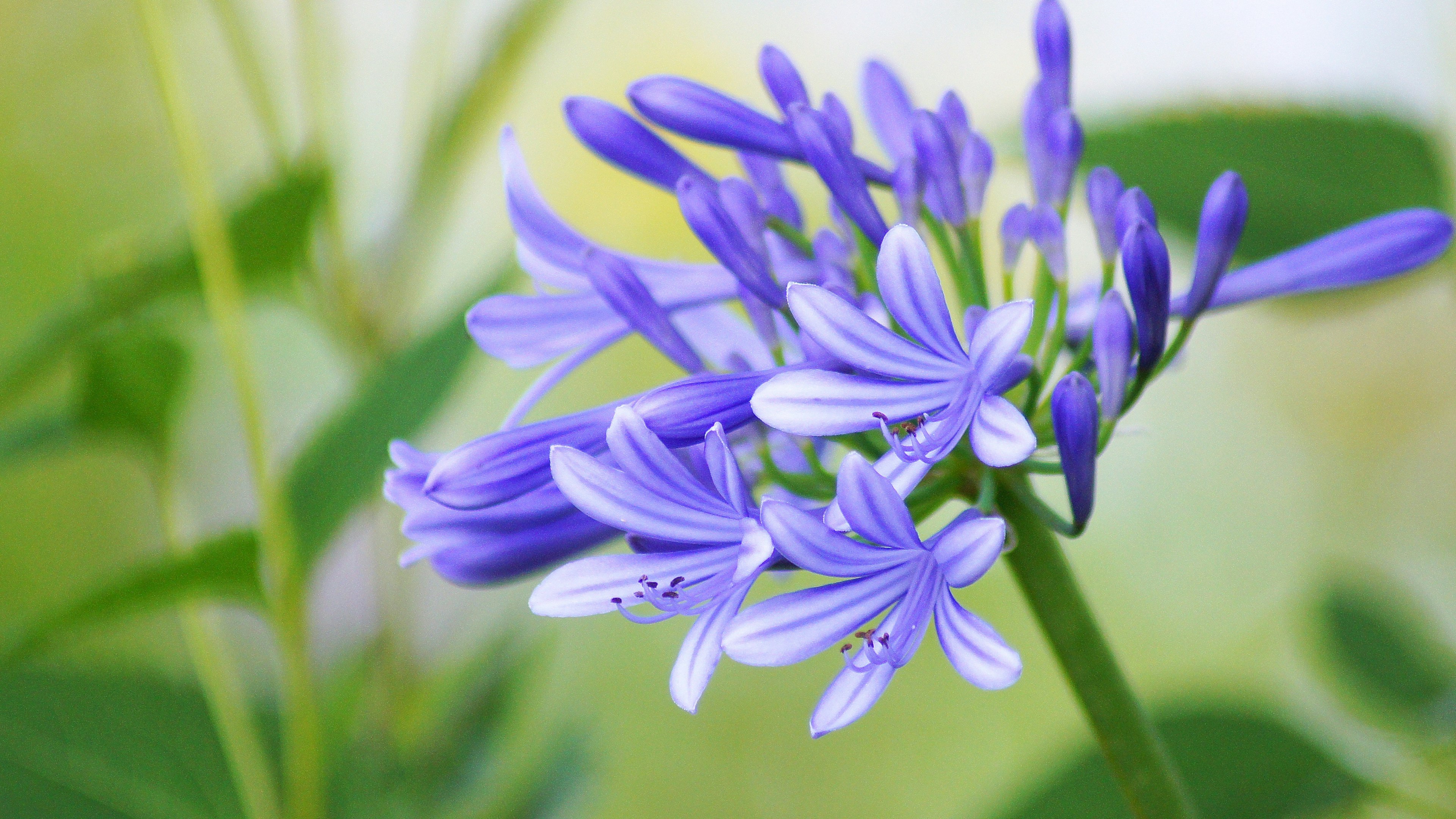 Nahaufnahme einer Pflanze mit blühenden lila Blumen