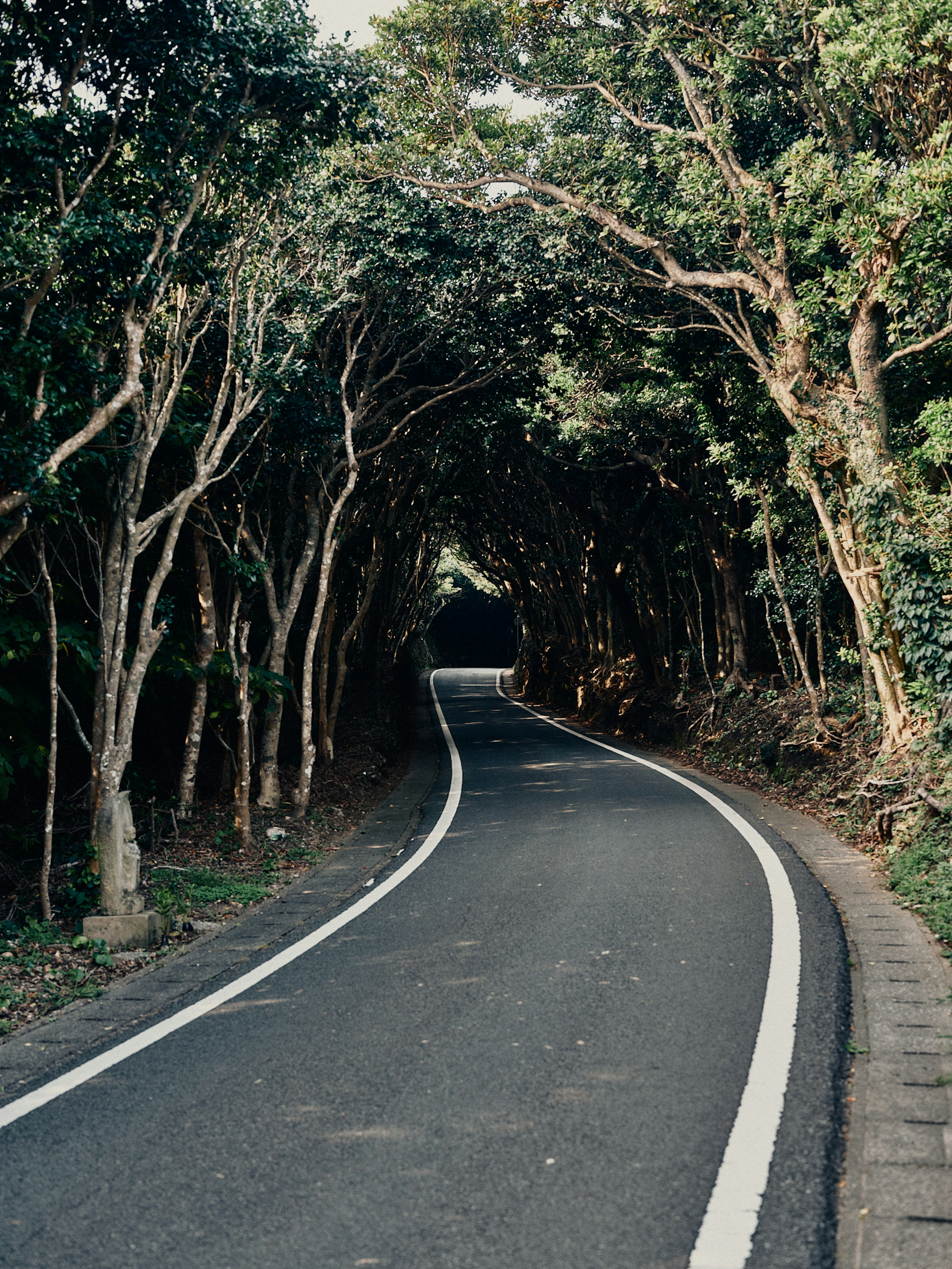 Strada curva circondata da alberi verdi lussureggianti