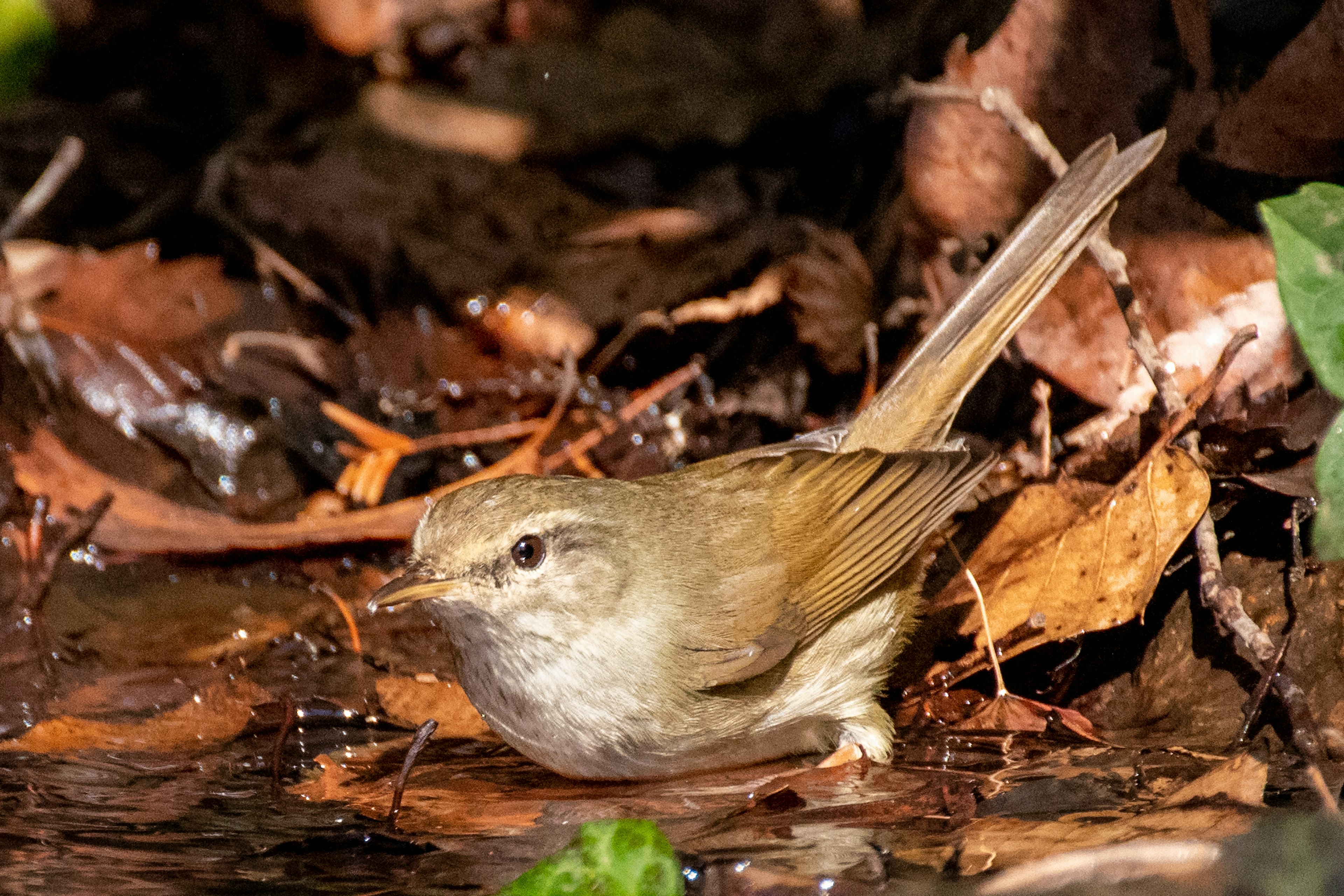 Pequeño pájaro cerca del agua entre hojas