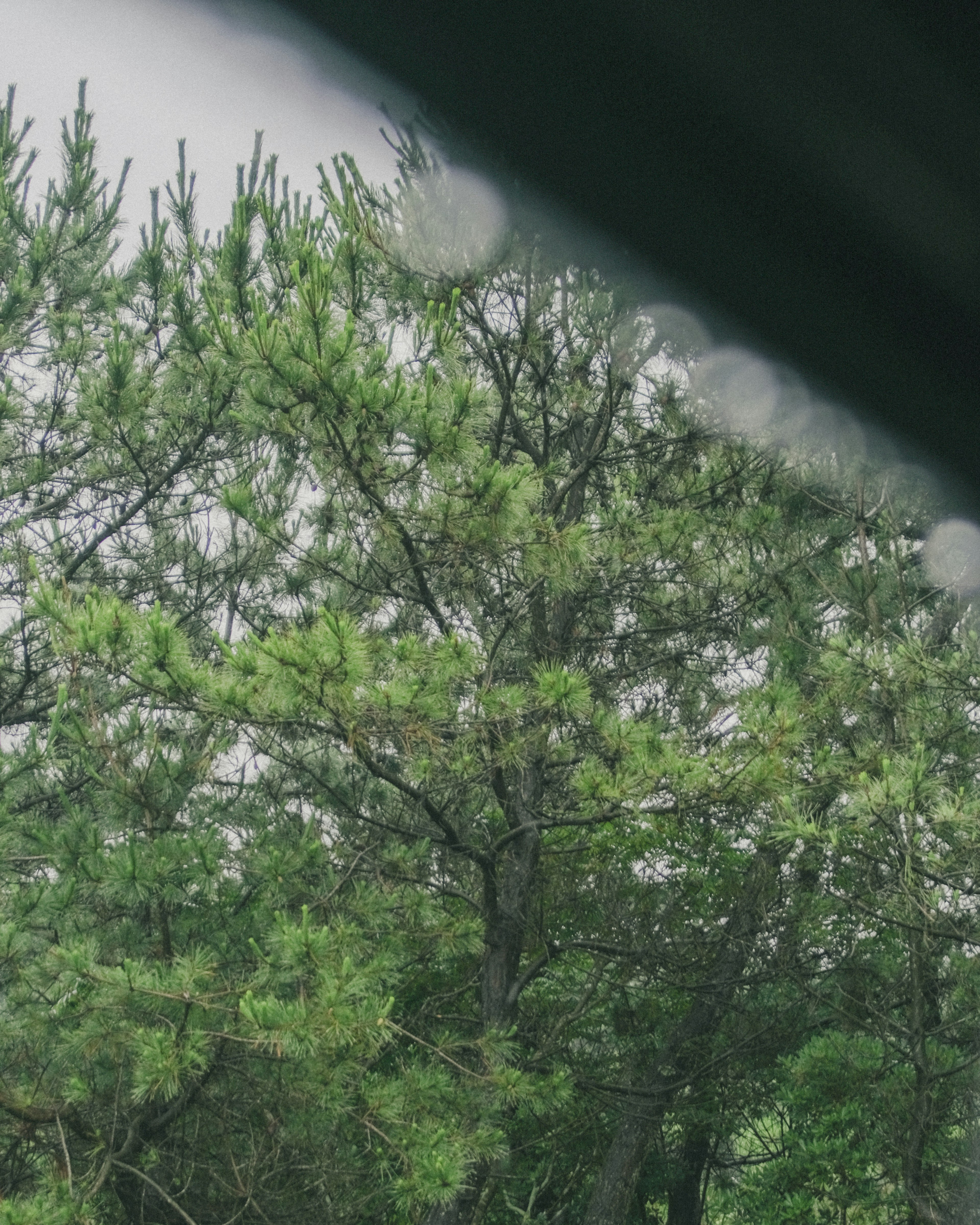 緑豊かな木々が見える雨の日の風景