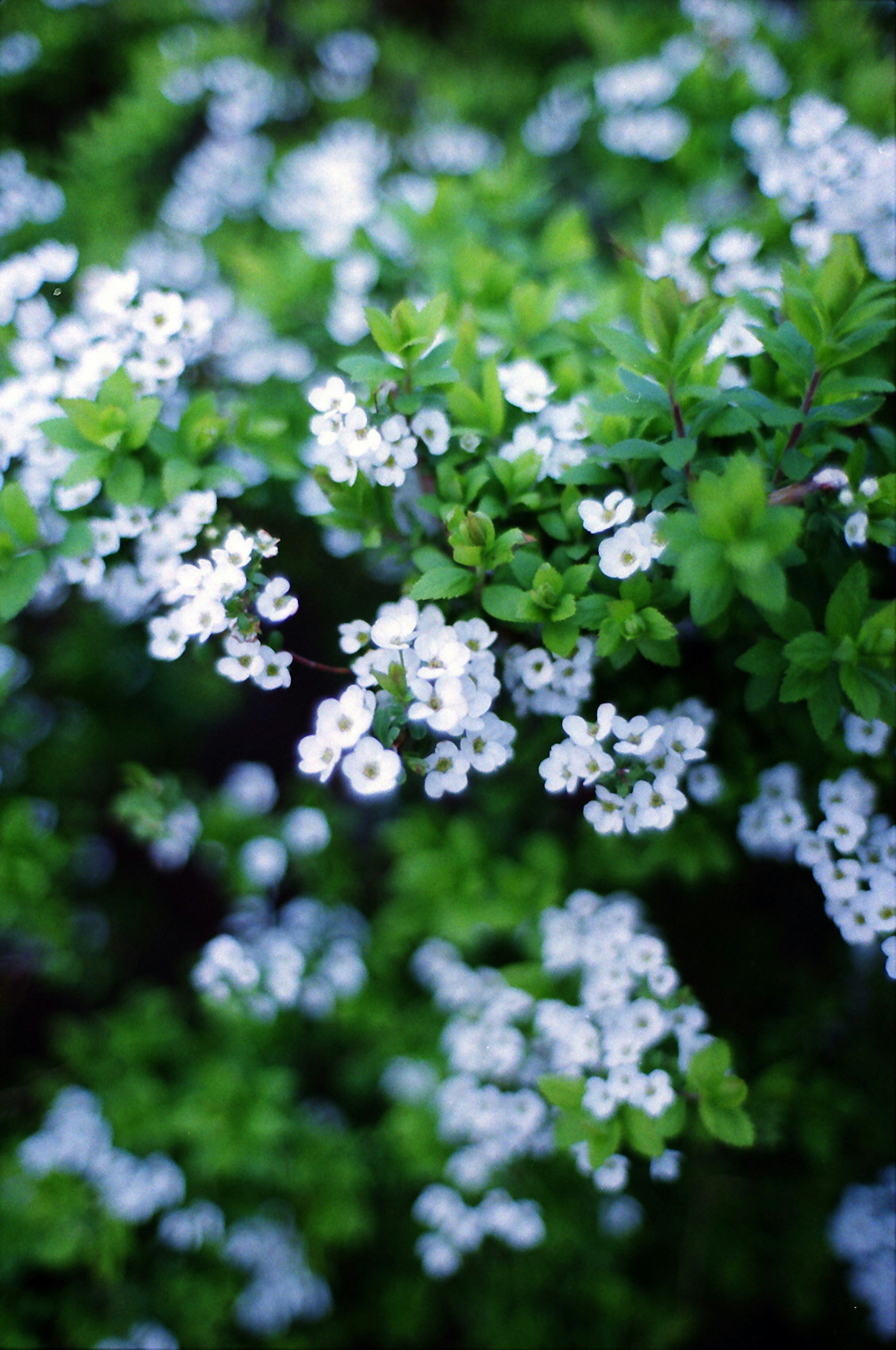 Acercamiento de pequeñas flores blancas rodeadas de hojas verdes