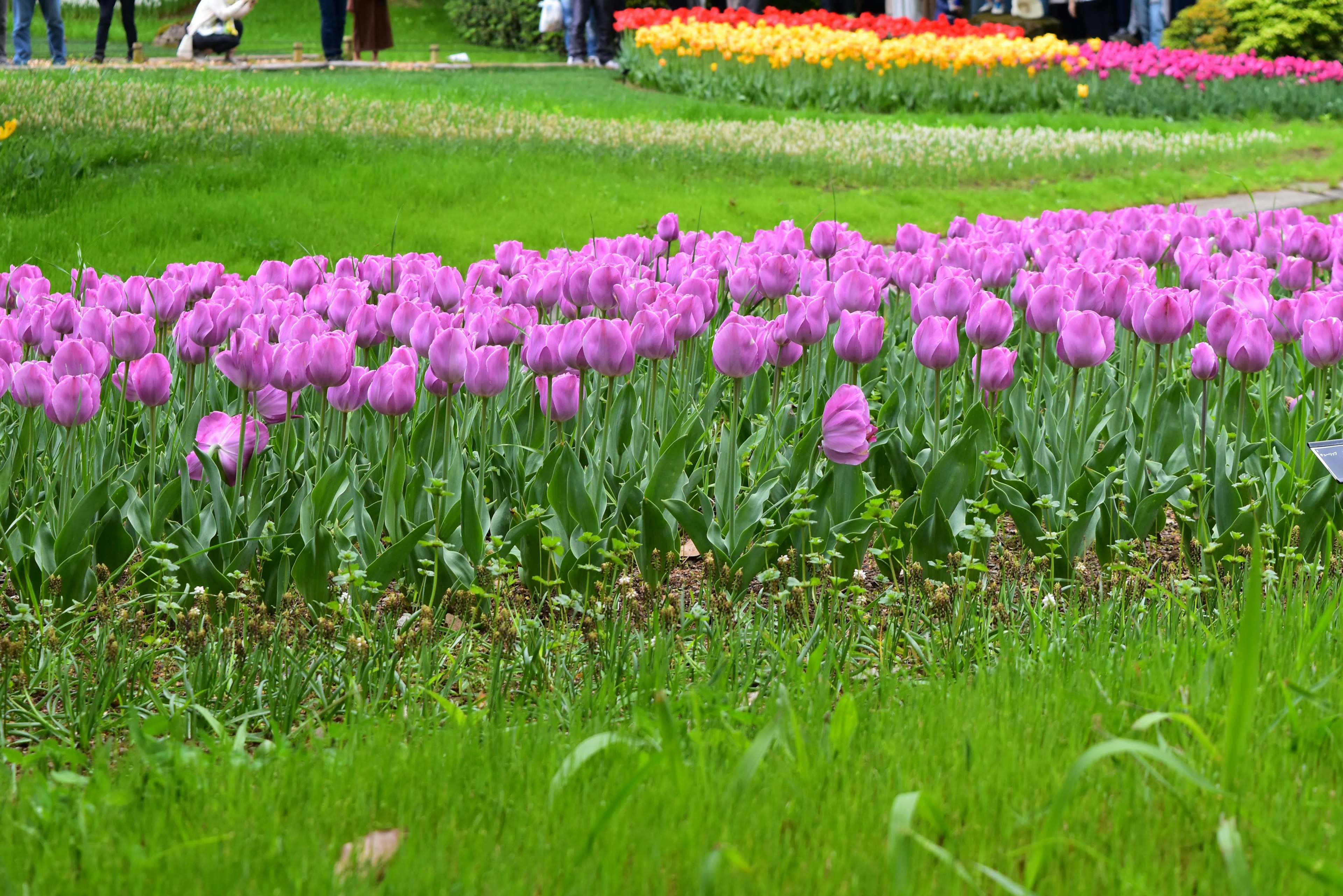 Giardino di tulipani vibrante con fiori rosa e arancione