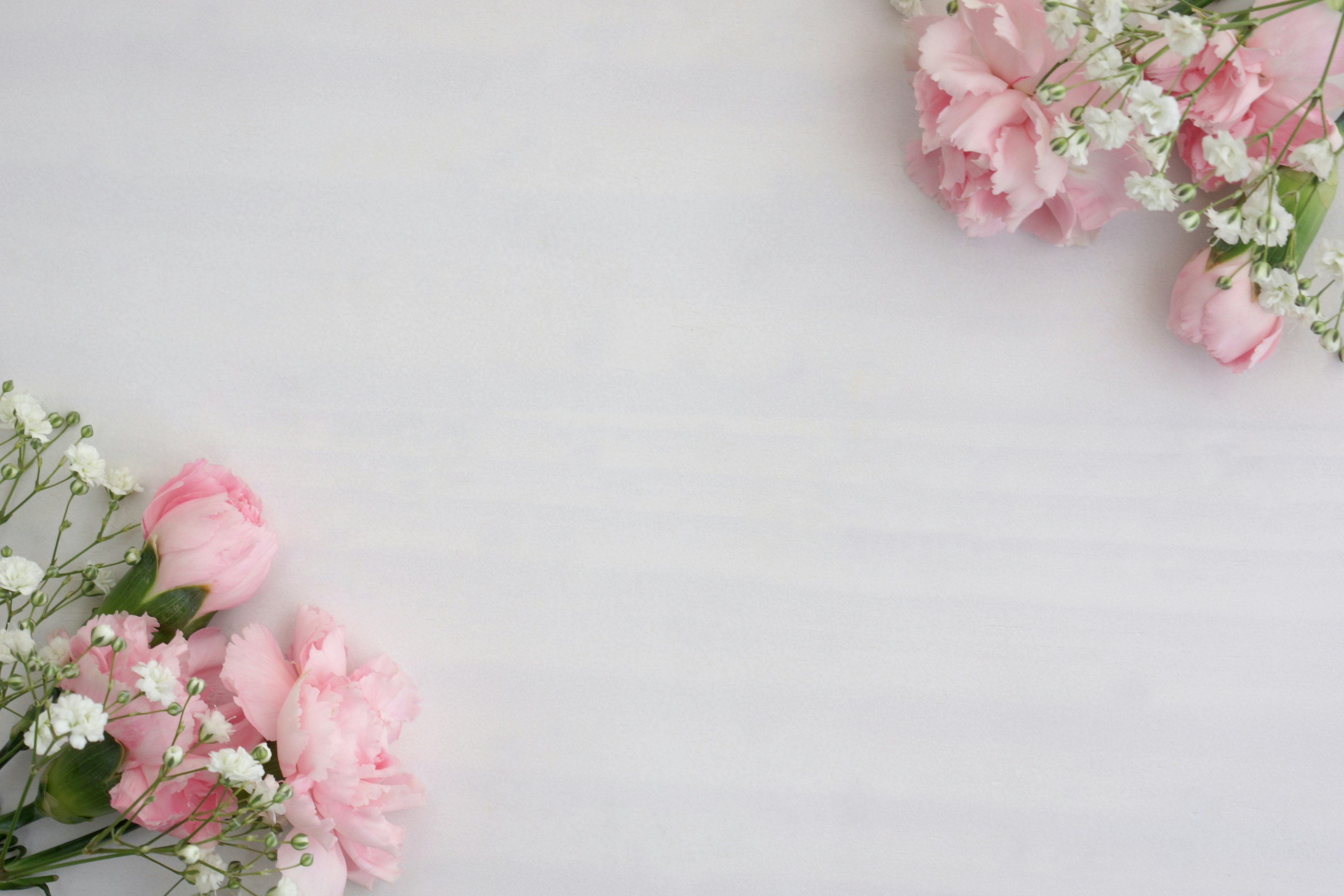 Fiori rosa con respiro di bambino su uno sfondo bianco