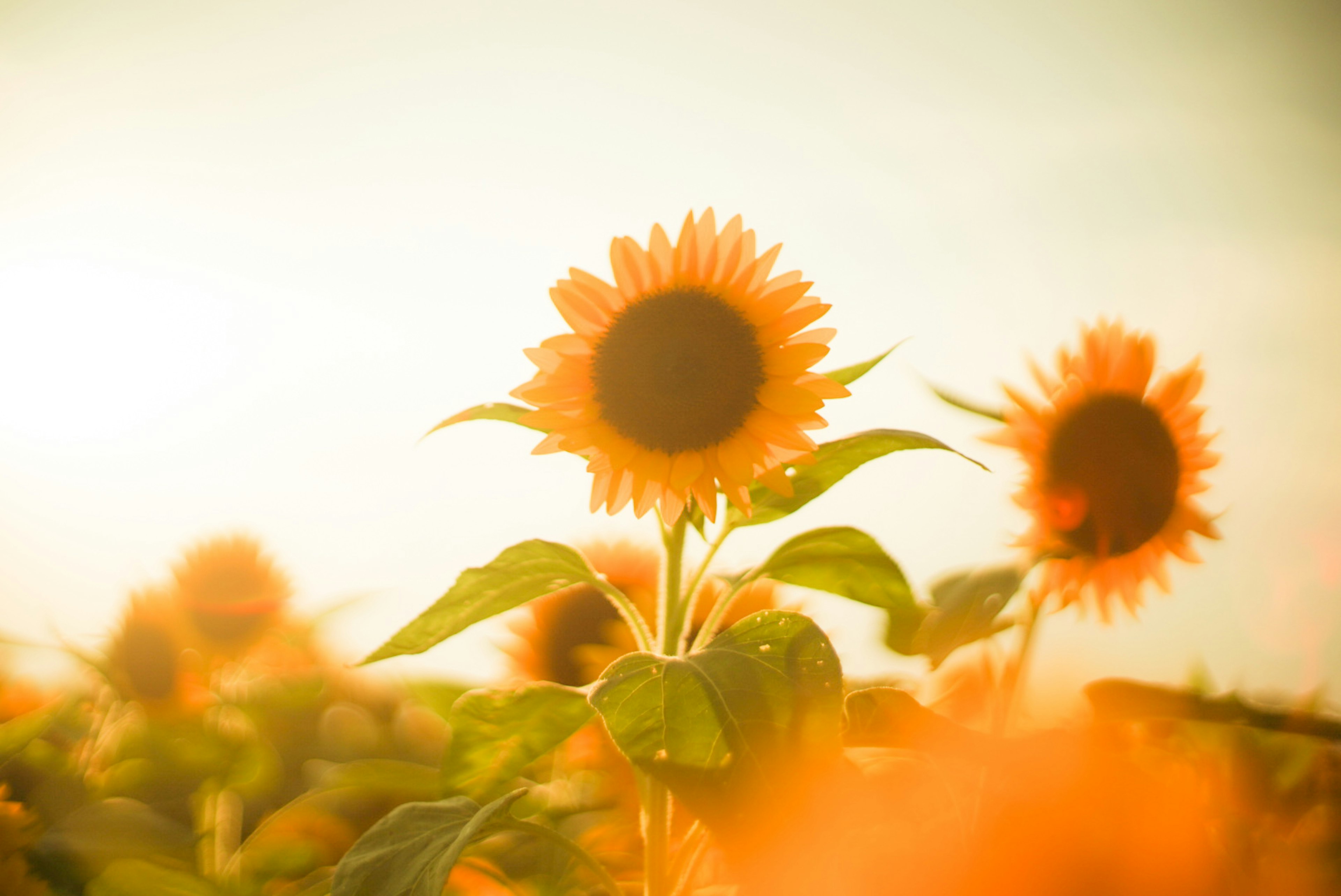 明るい日差しの中で咲くひまわりの花畑