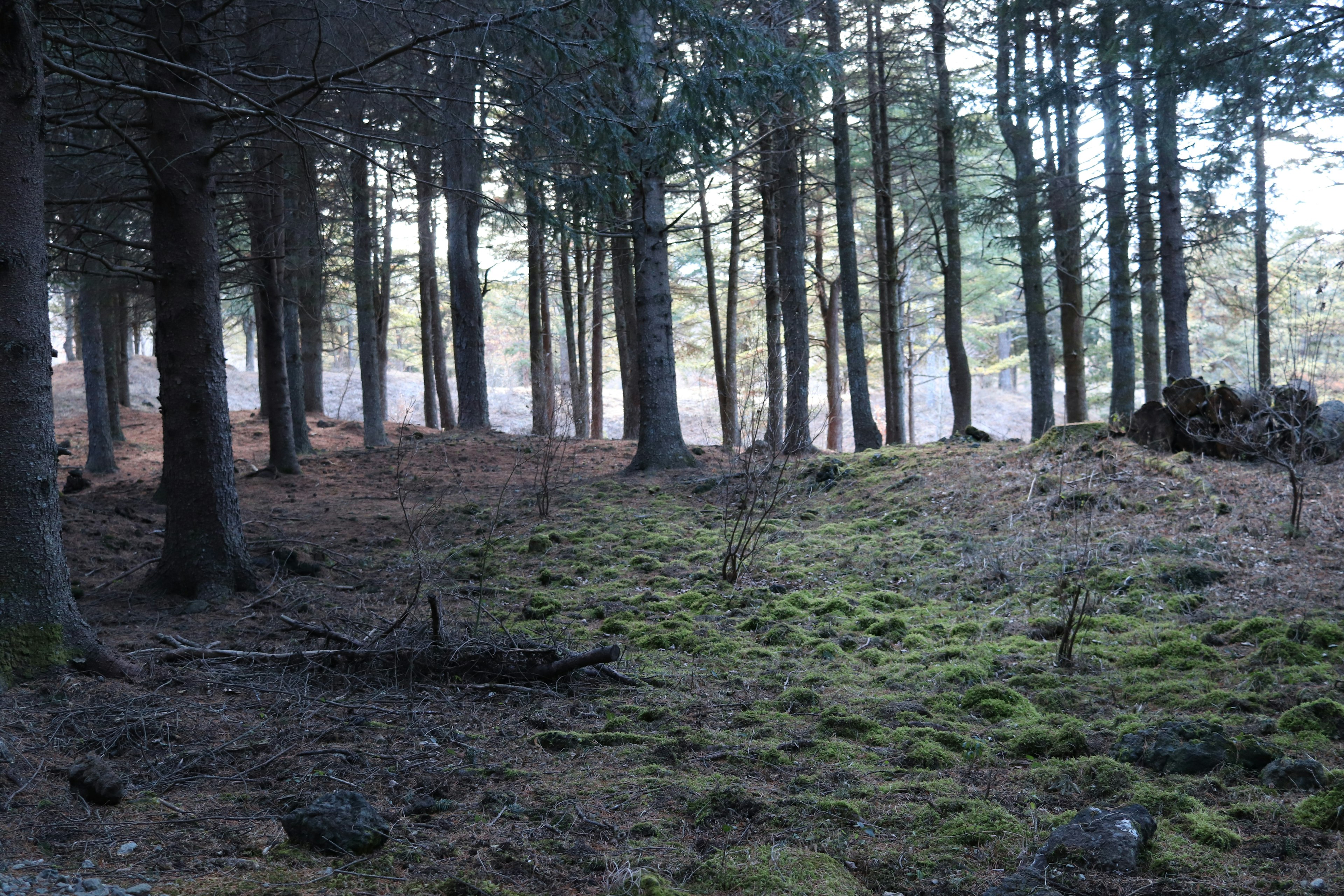 Escena de bosque con suelo cubierto de musgo y altos árboles