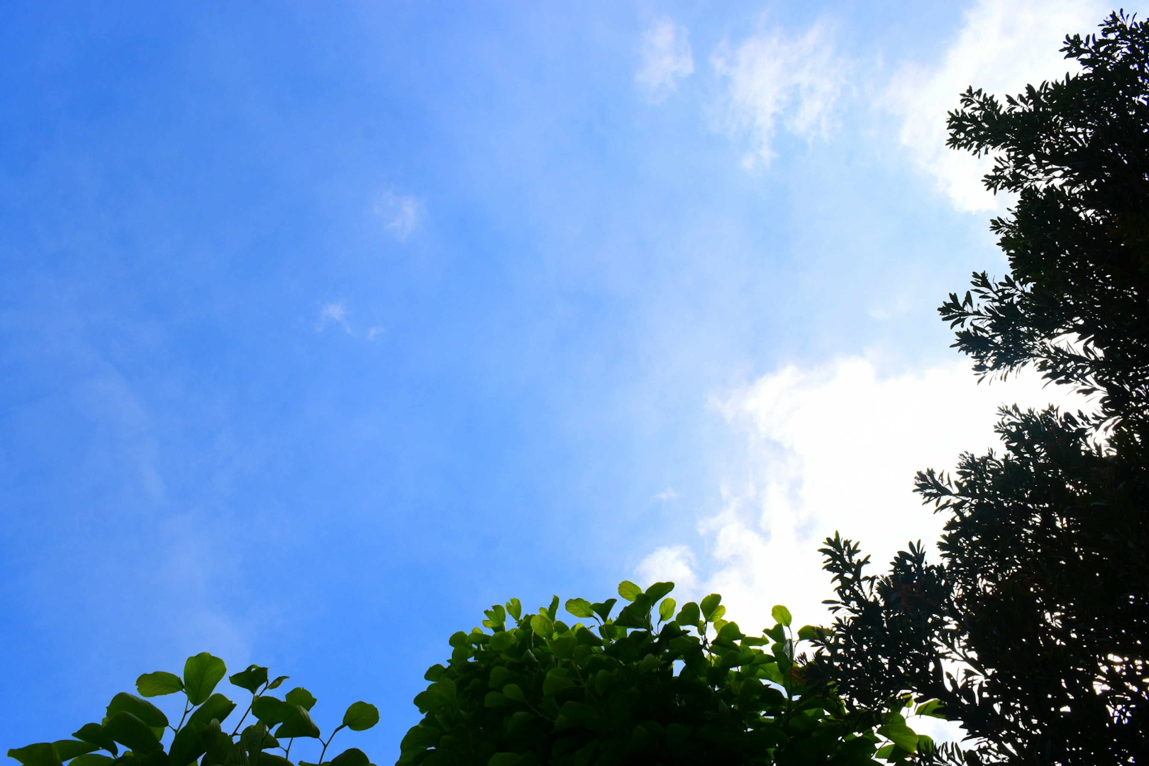 Cielo blu brillante con foglie verdi in primo piano