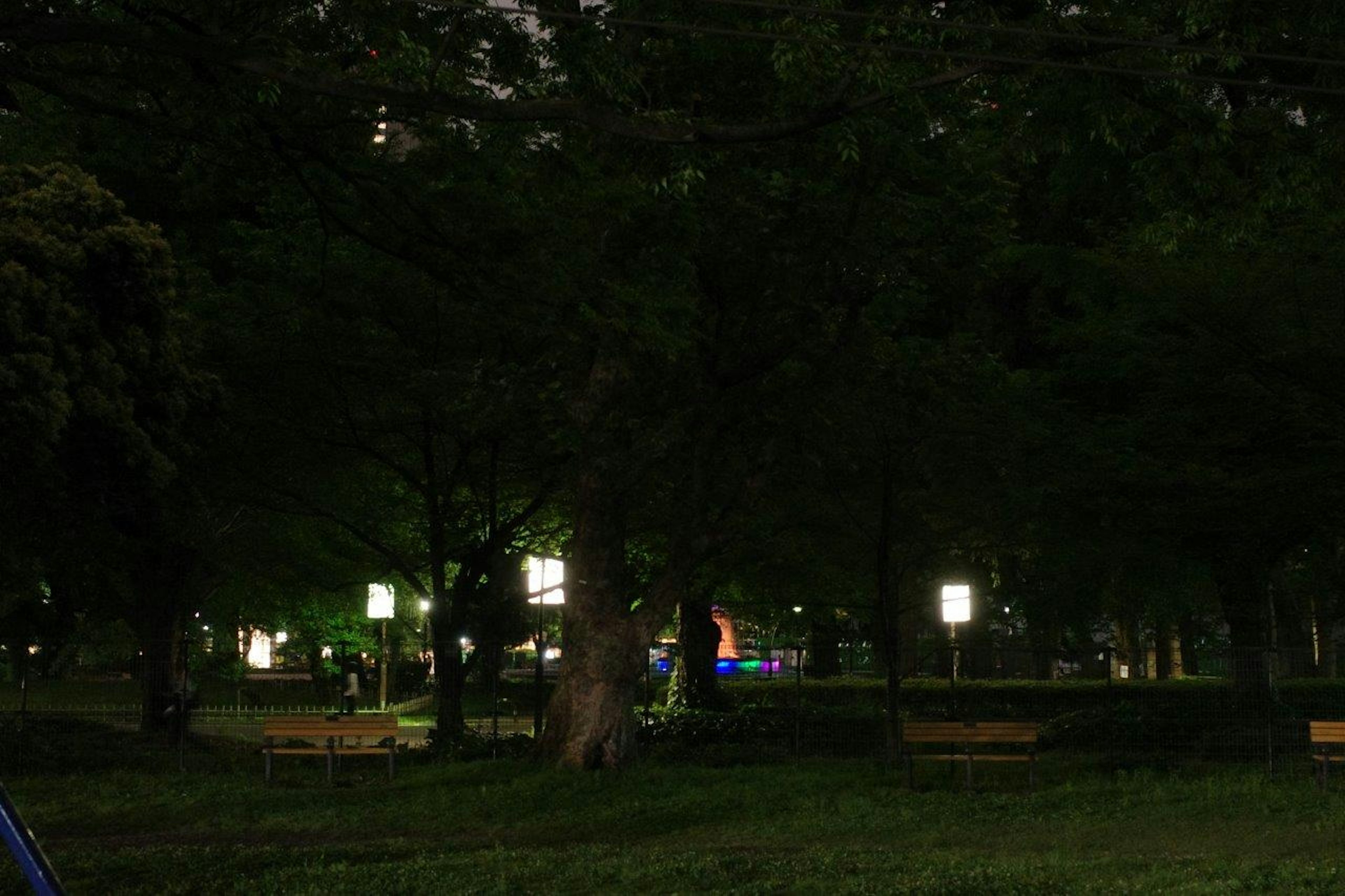 暗い公園の夜景 植物とベンチが並ぶ