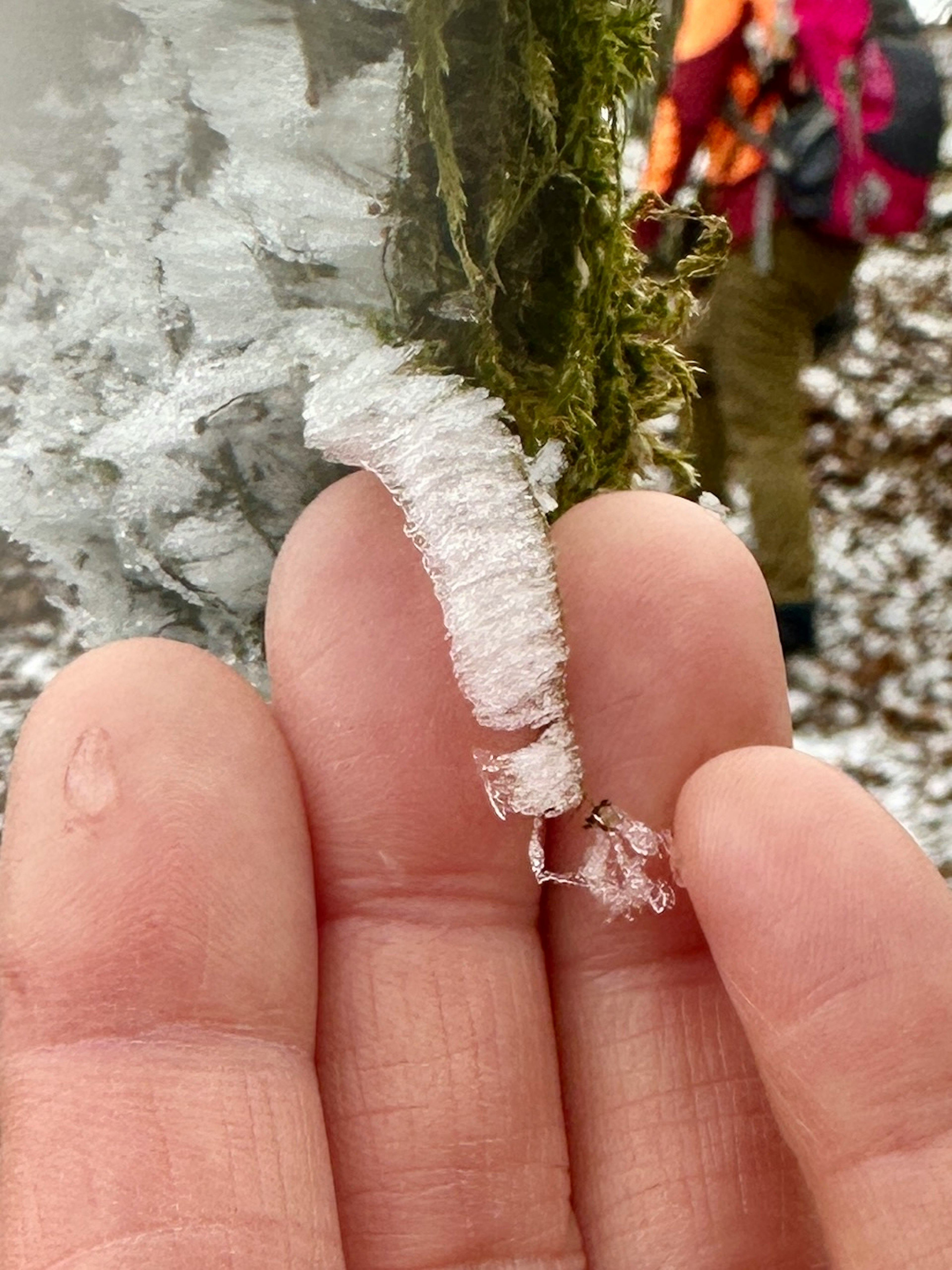 Eine Hand hält einen mit Frost bedeckten Zweig mit Eiskristallen