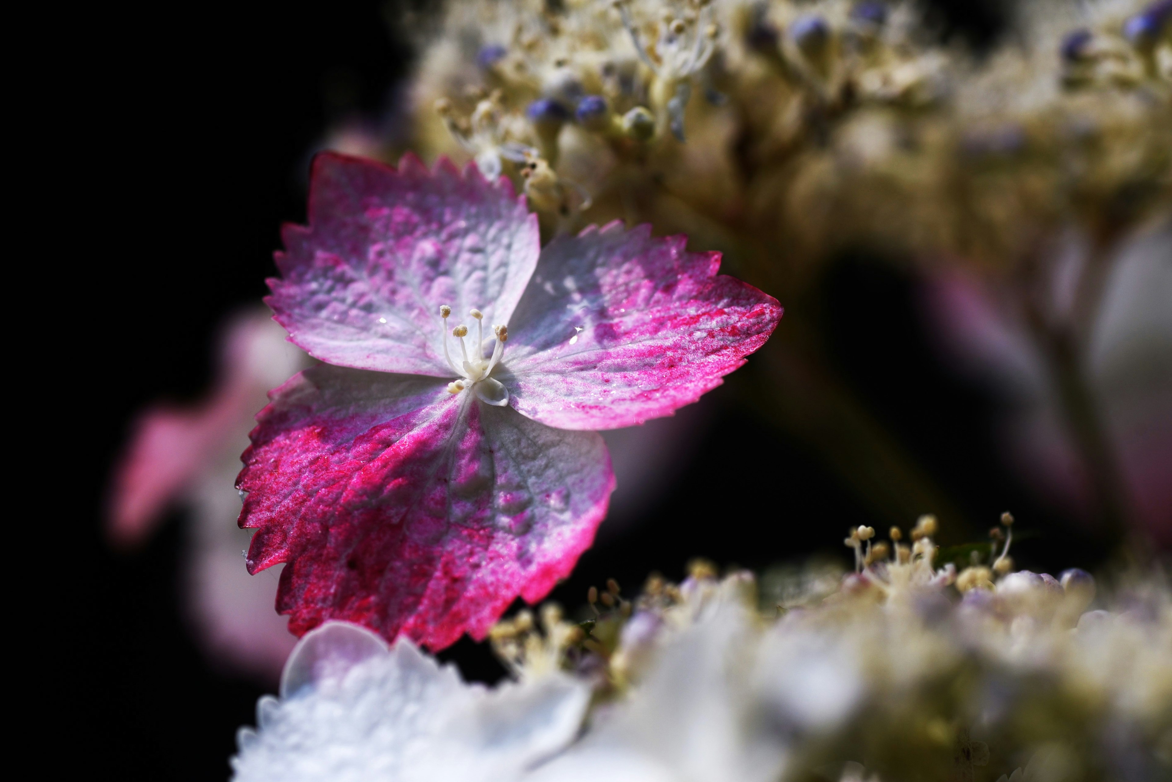 Primo piano di un petalo di fiore rosa brillante con sfondo sfocato